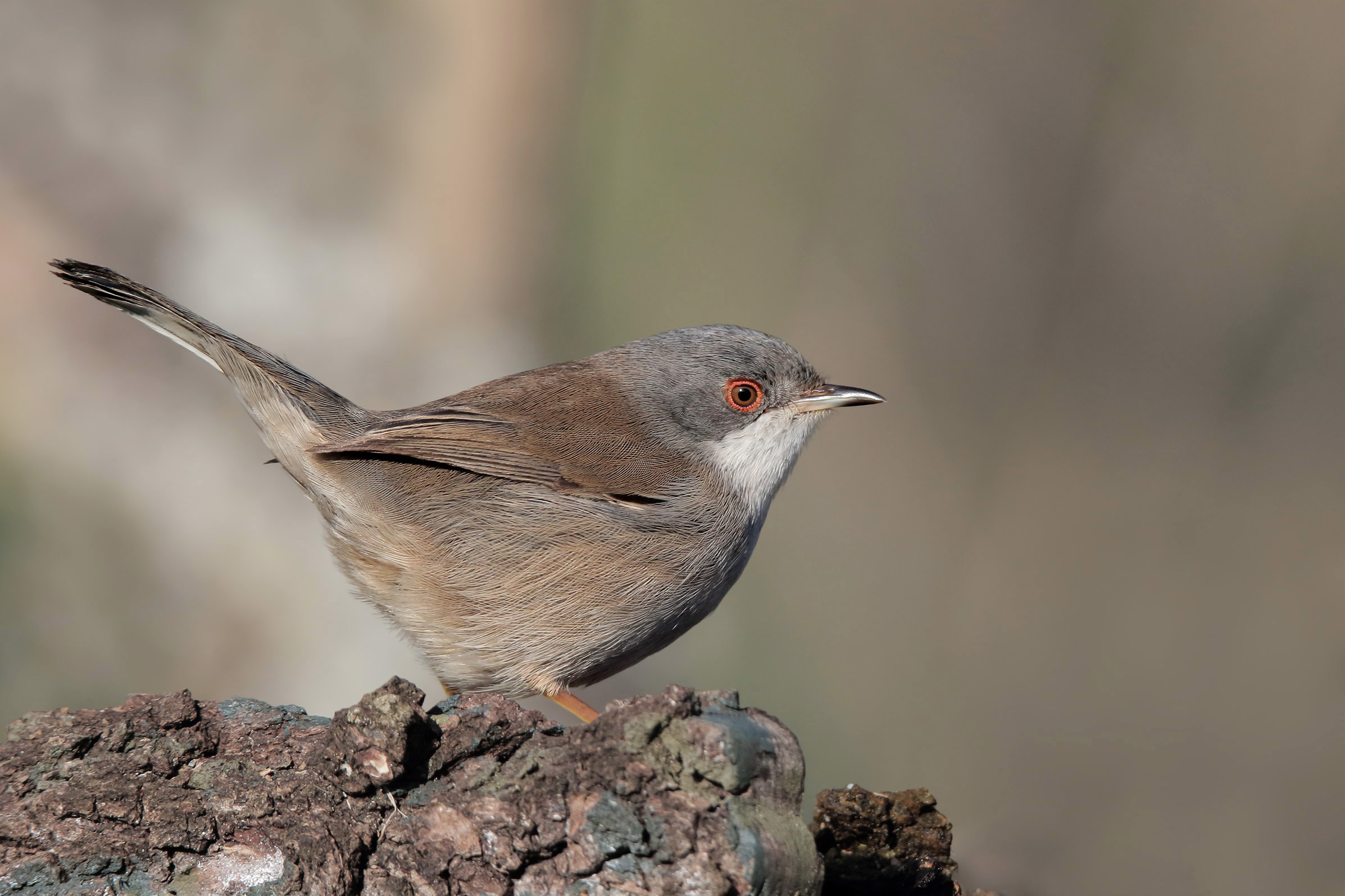 Female wink (sylvia melanocephala)