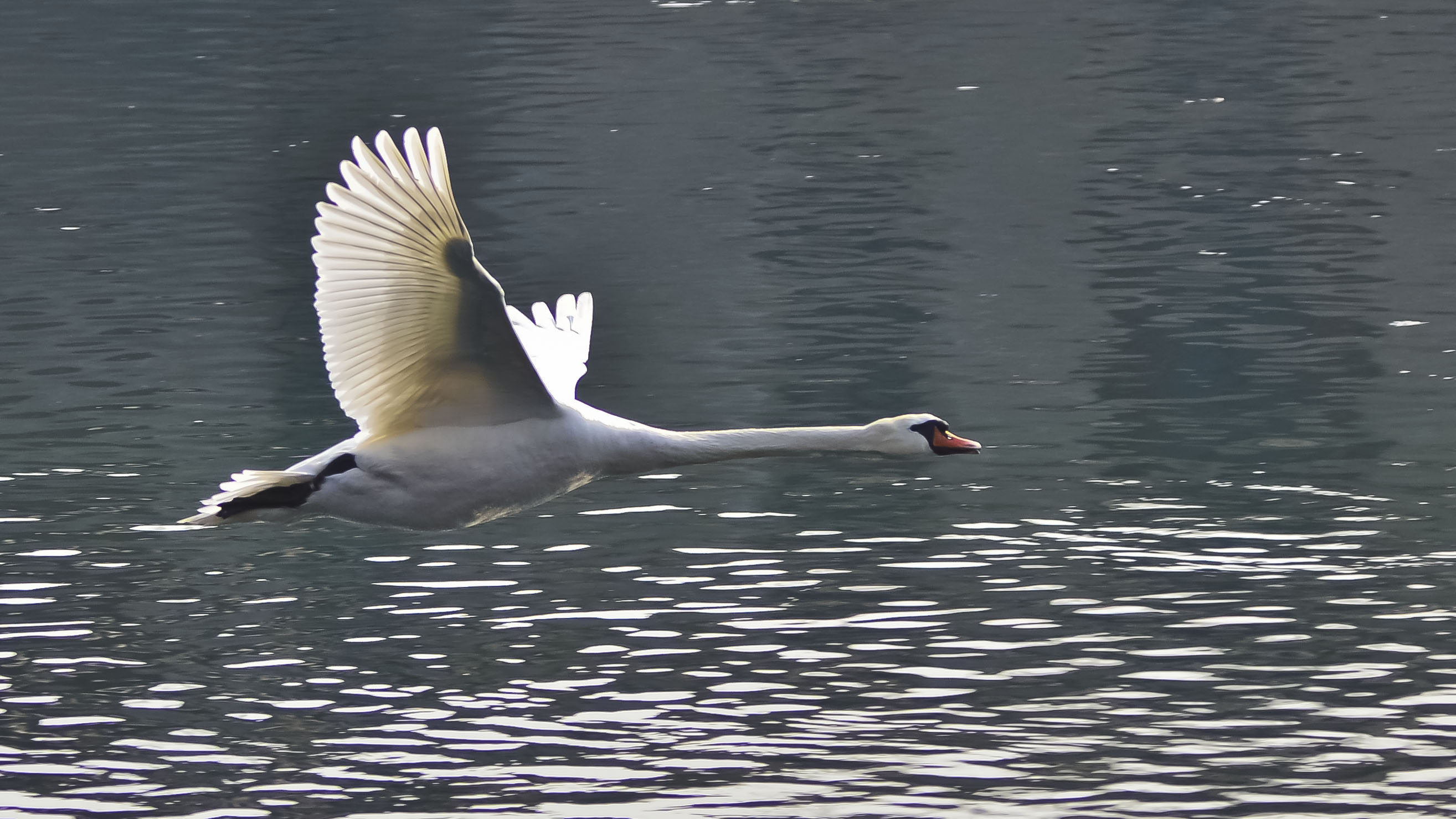Cigno in Volo