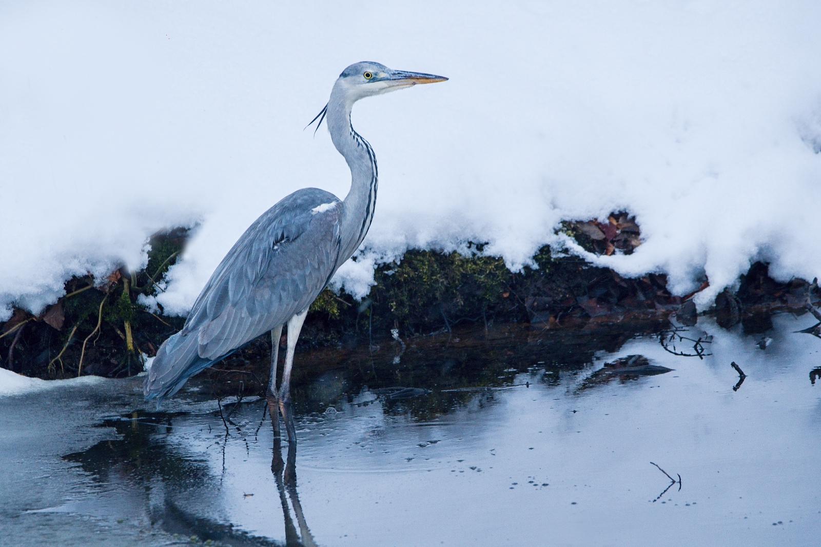 heron on a frozen pond