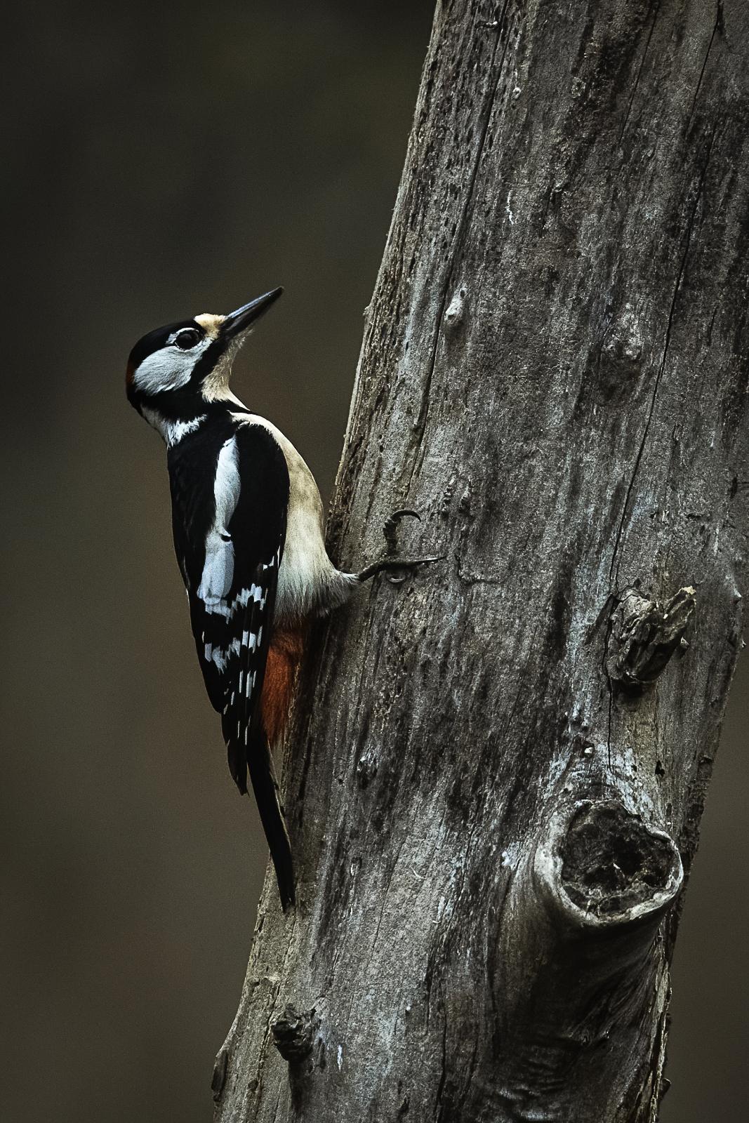Il picchio sul tronco