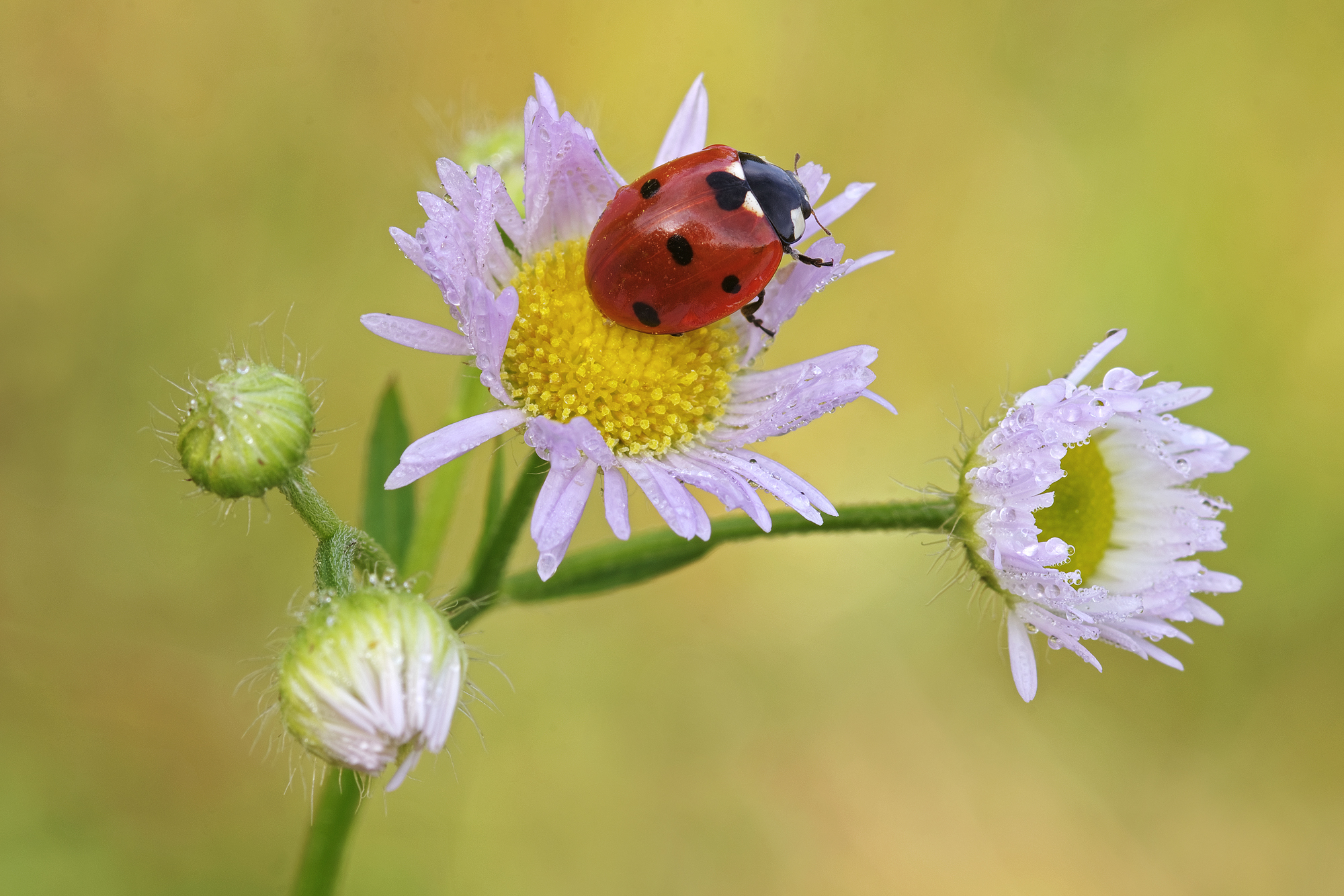 Coccinella 7-punctata