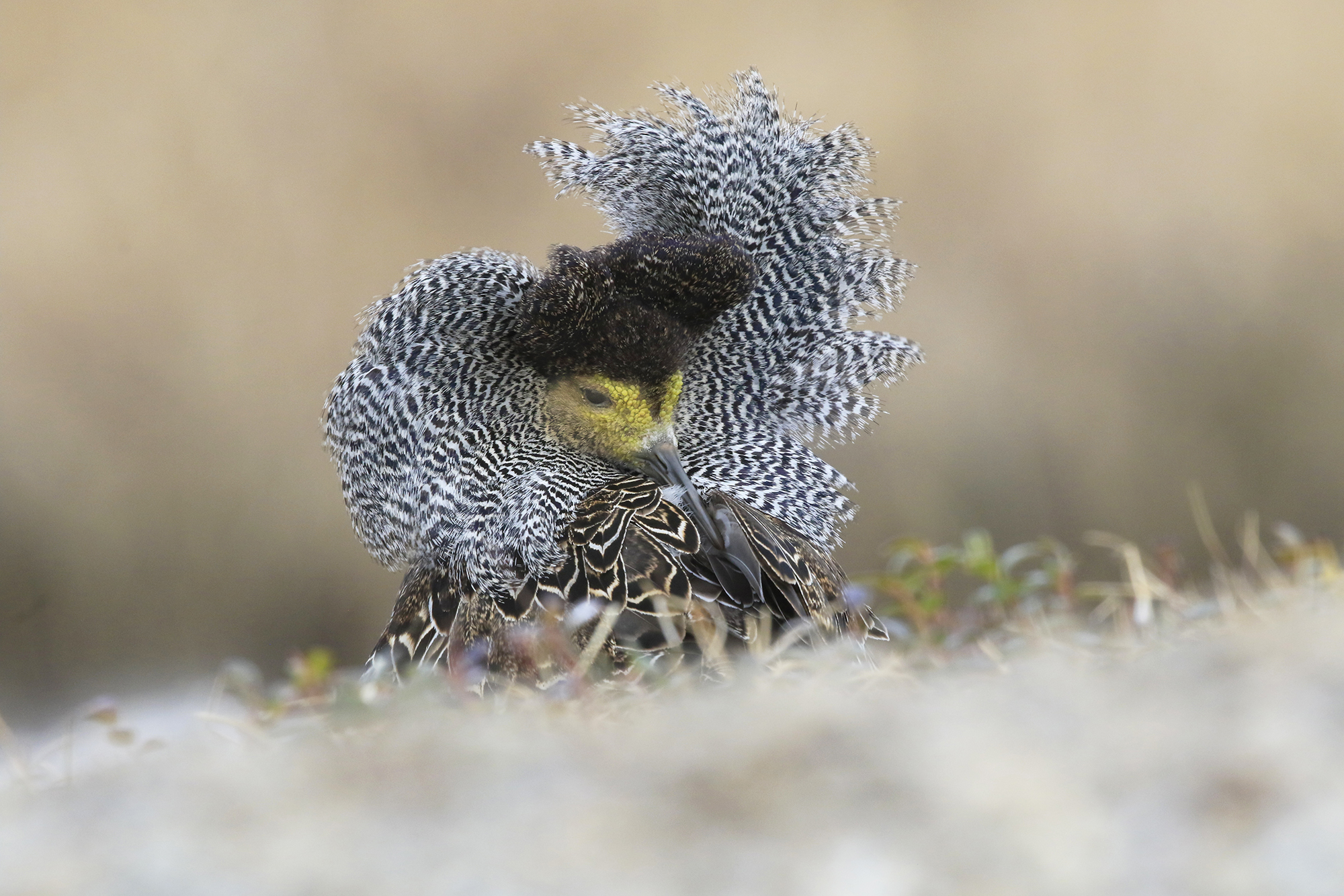 combattente in livrea, maschera veneziana