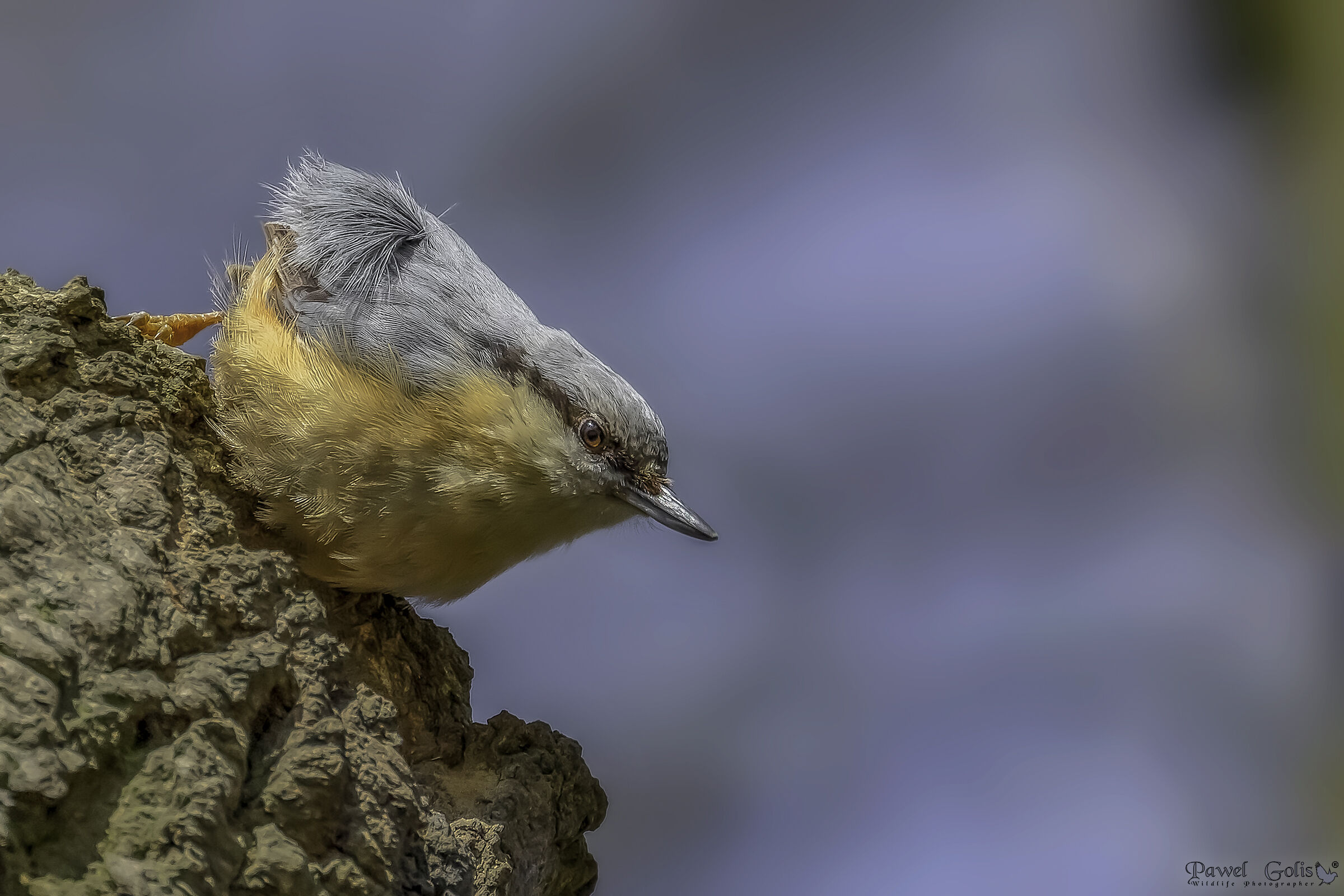 Nuthatch (Sitta europaea)