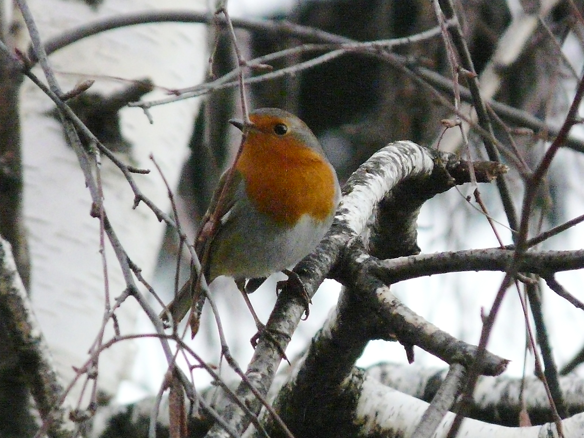 robin on birch