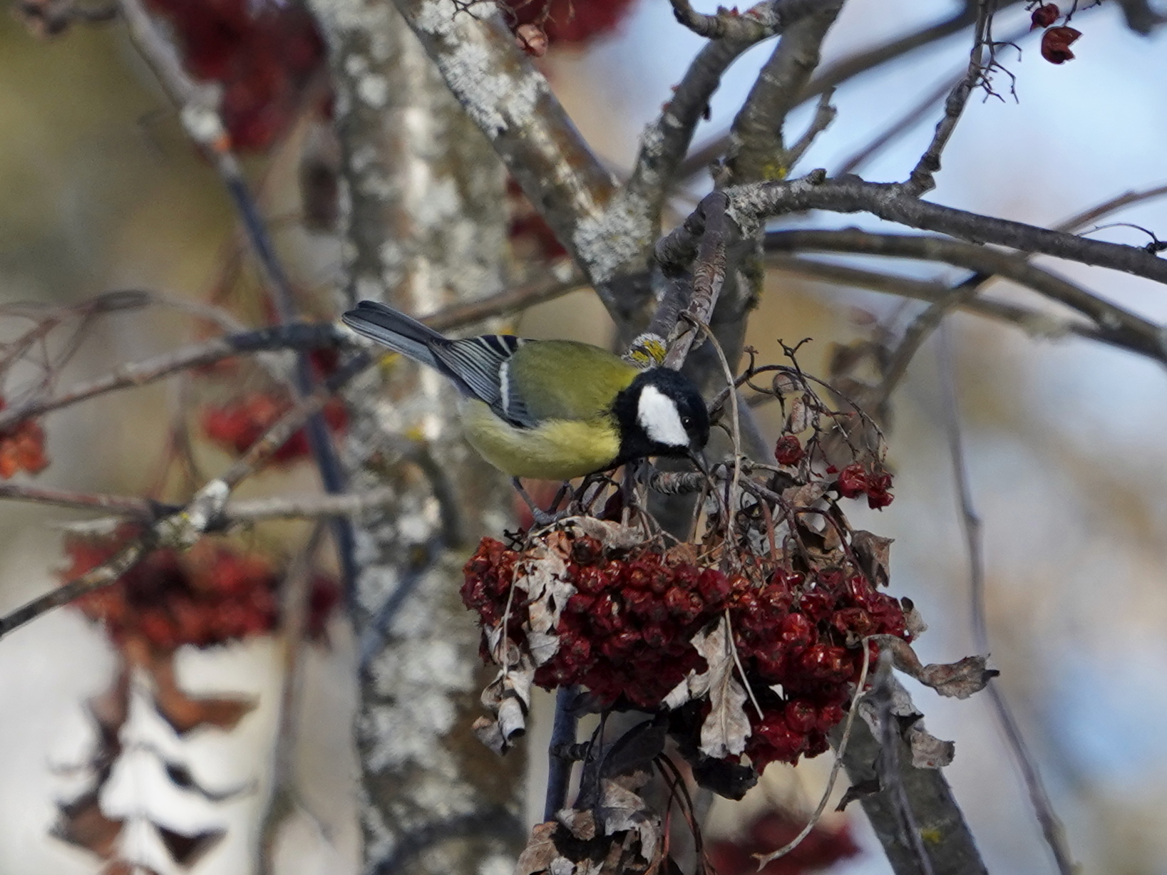 cinciallegra sul sorbo