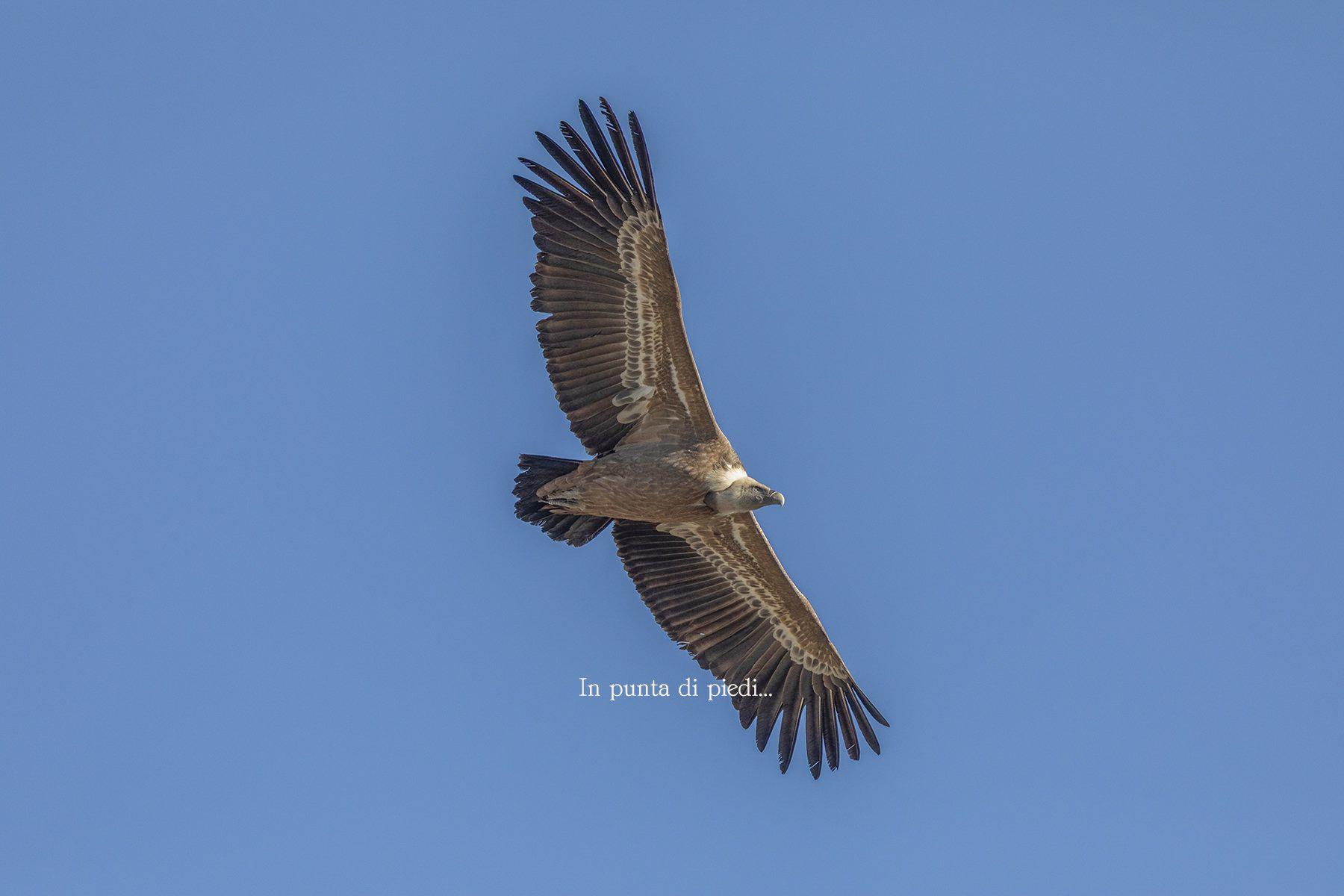 Sempre più presente in Valle d'Aosta...