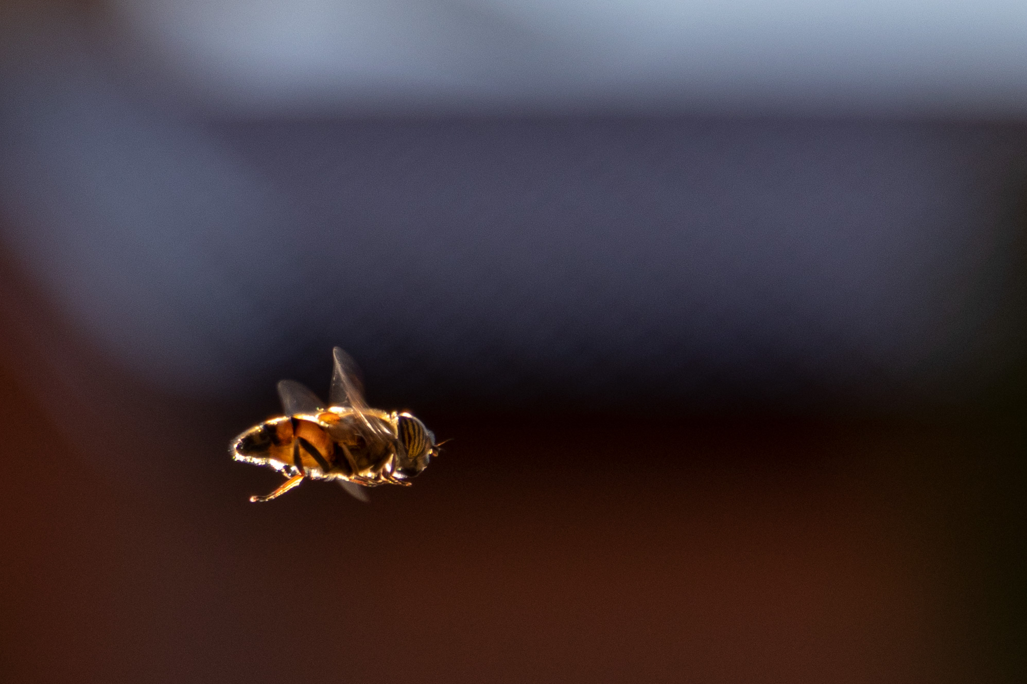 Stationary flight