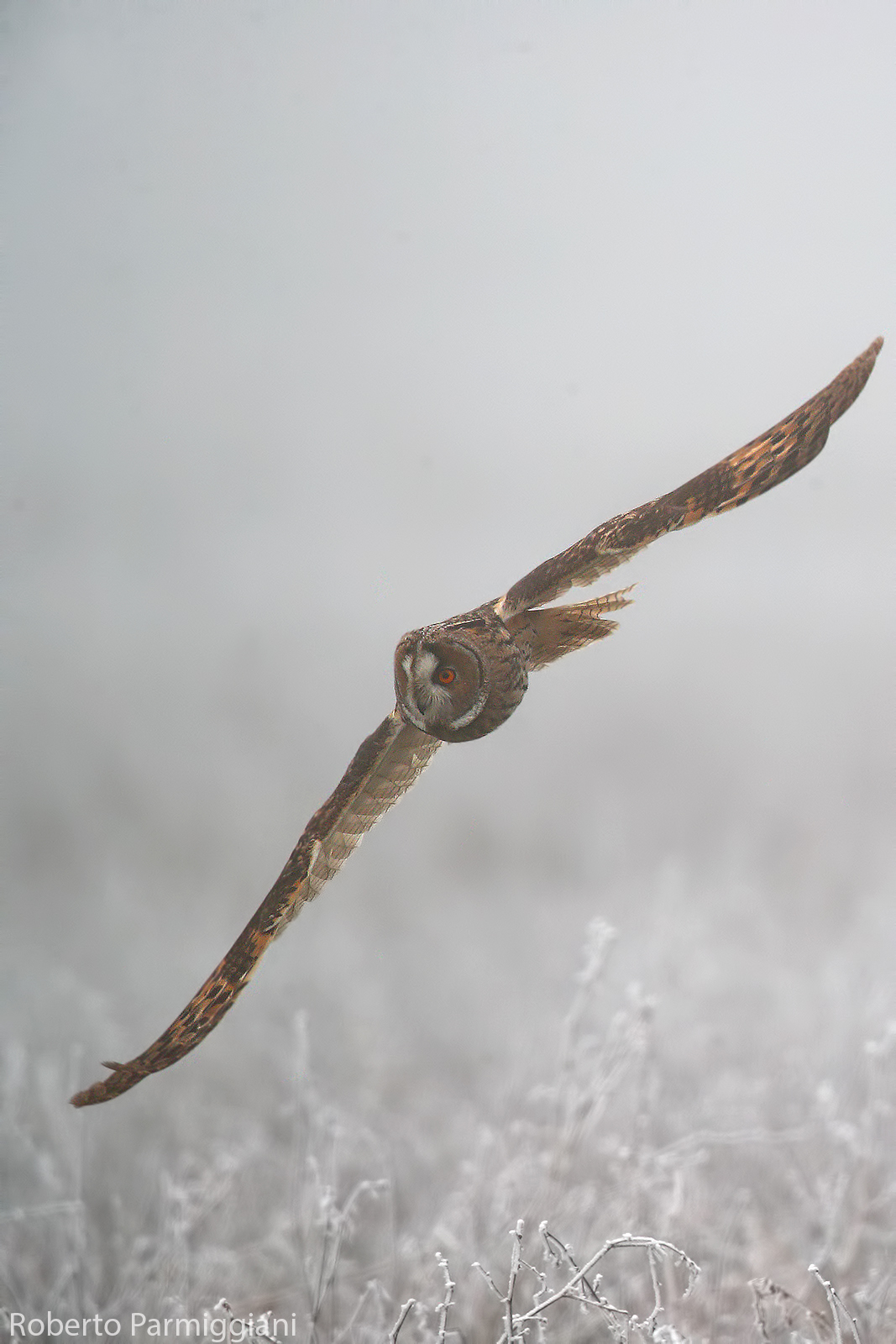 Silenziose presenze tra gelo e nebbia