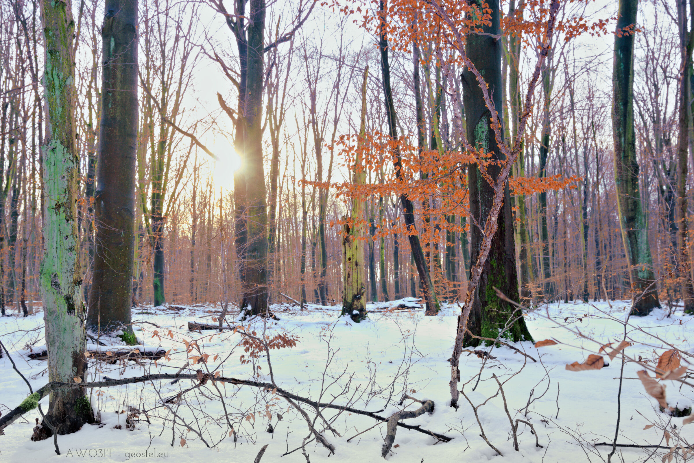 Sole e neve nel bosco