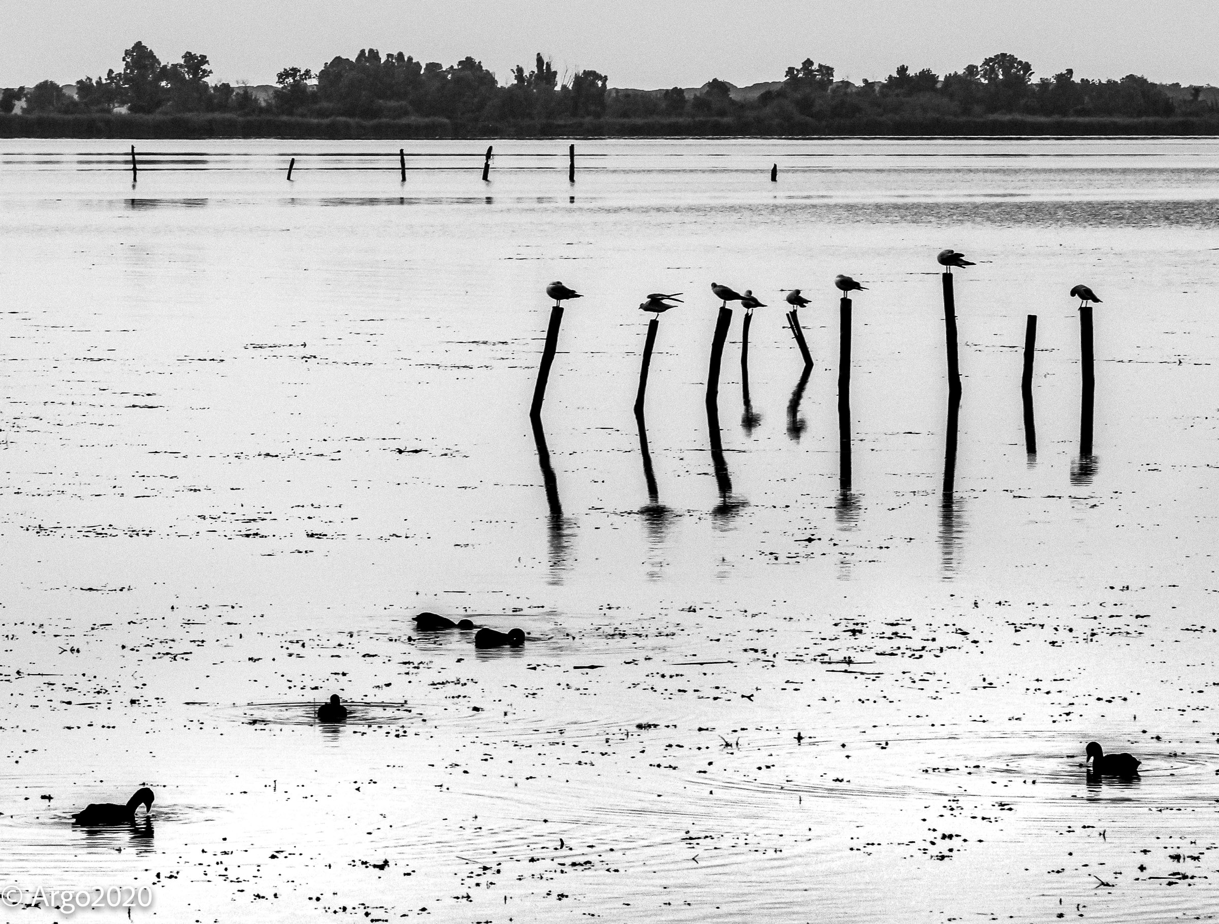 massaciuccoli dopo la pioggia