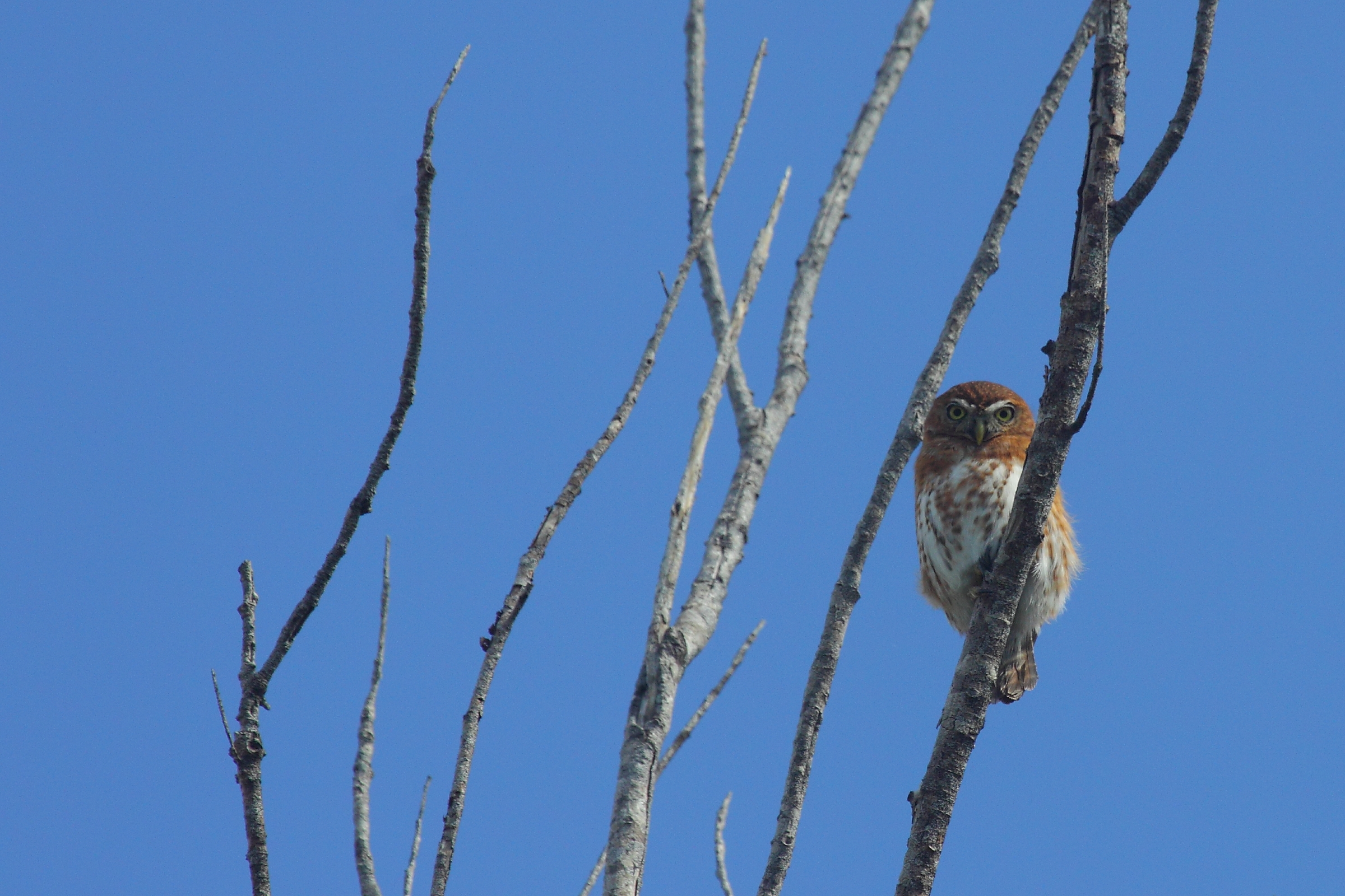 Owl in Cuba