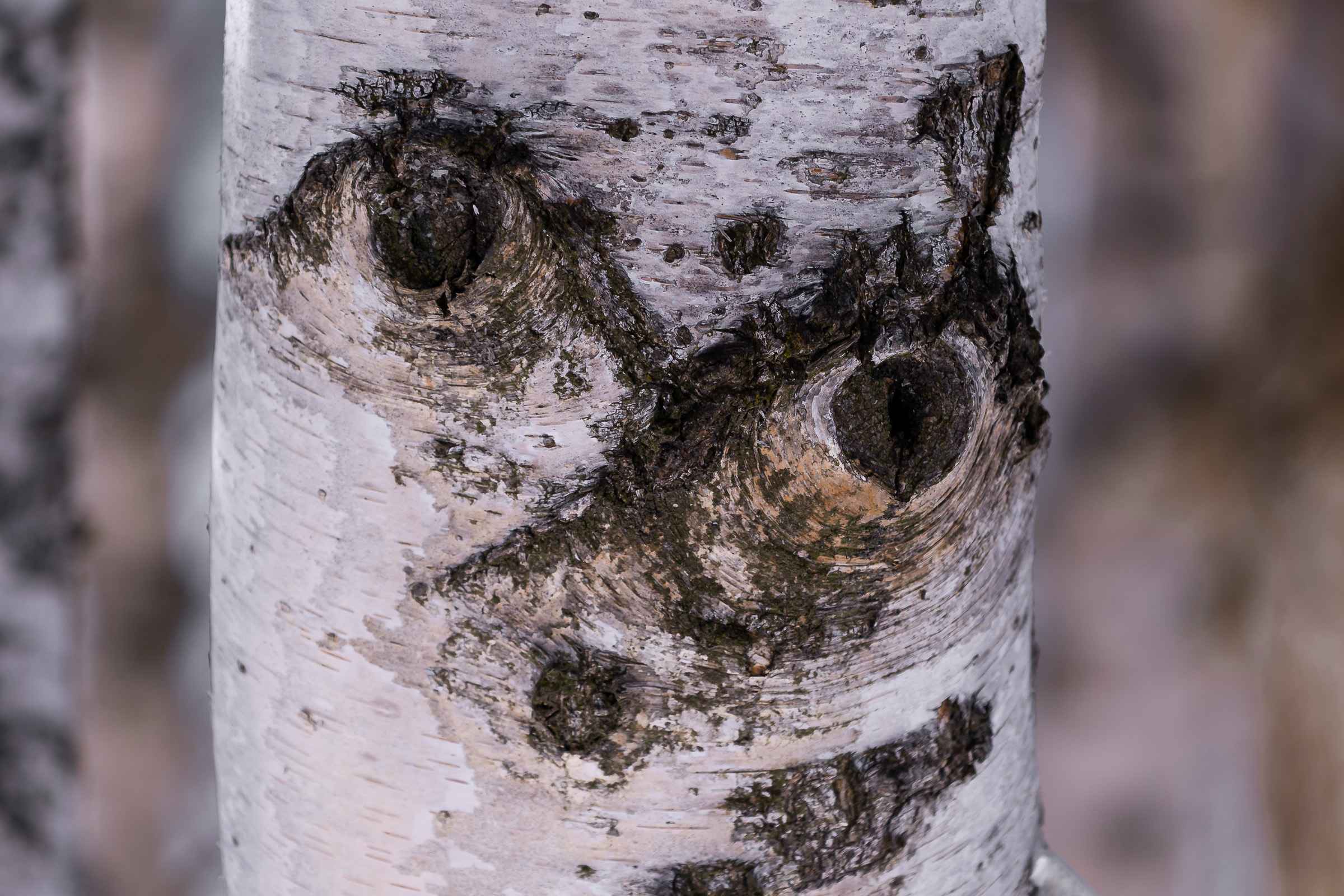 C'era una volta nel bosco....
