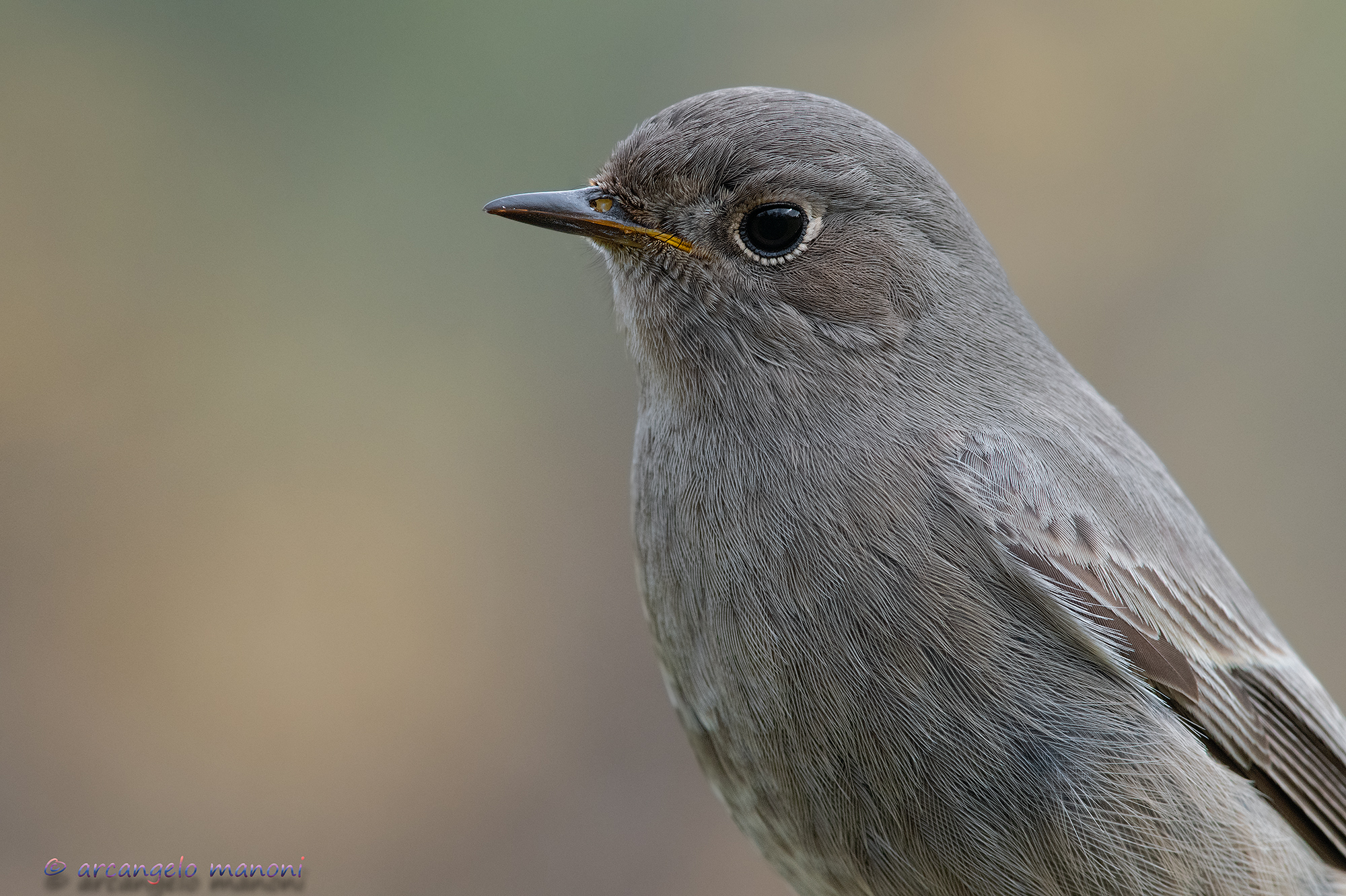 American plan for codirosso