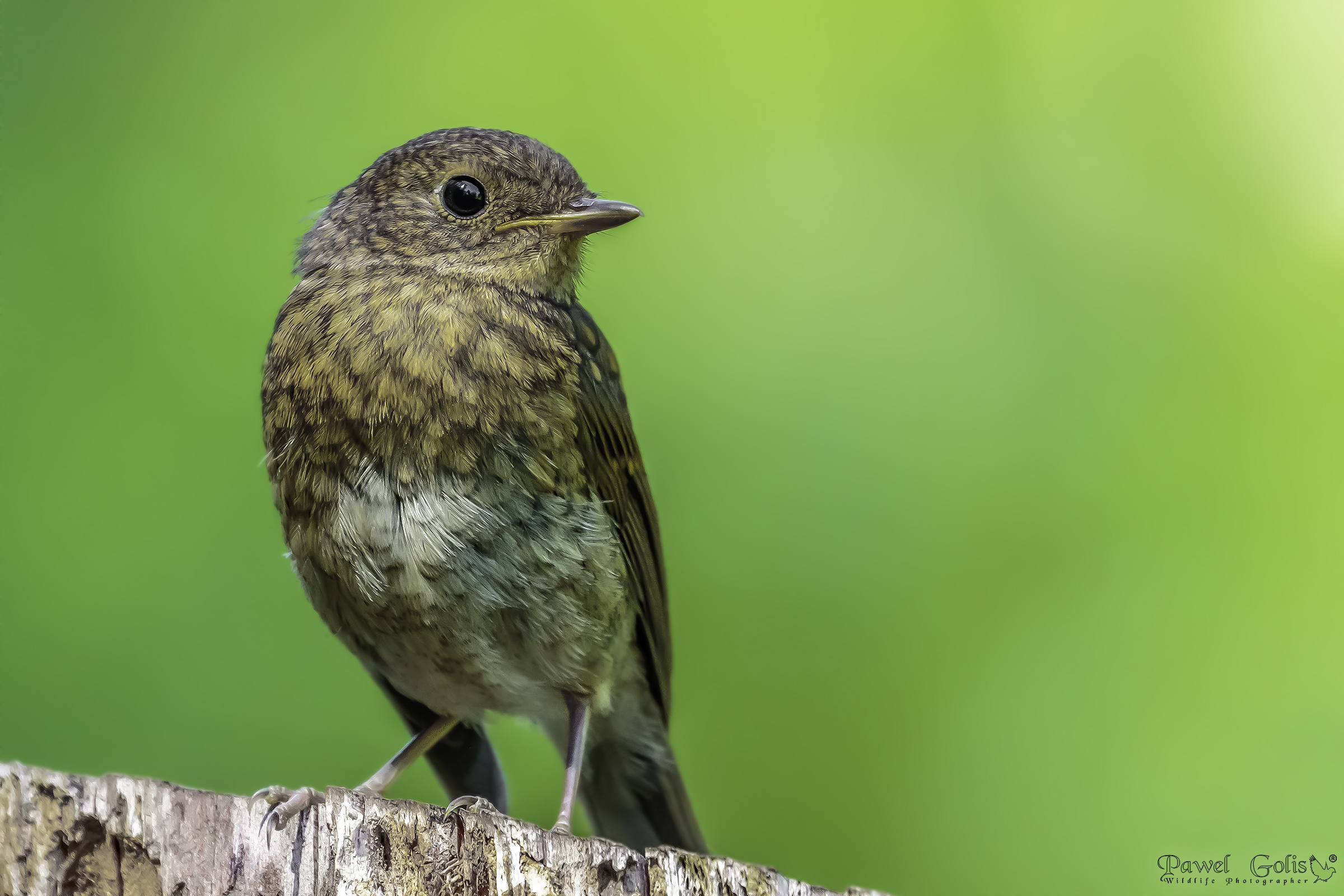 Juvenile robin (Erithacus rubecula)