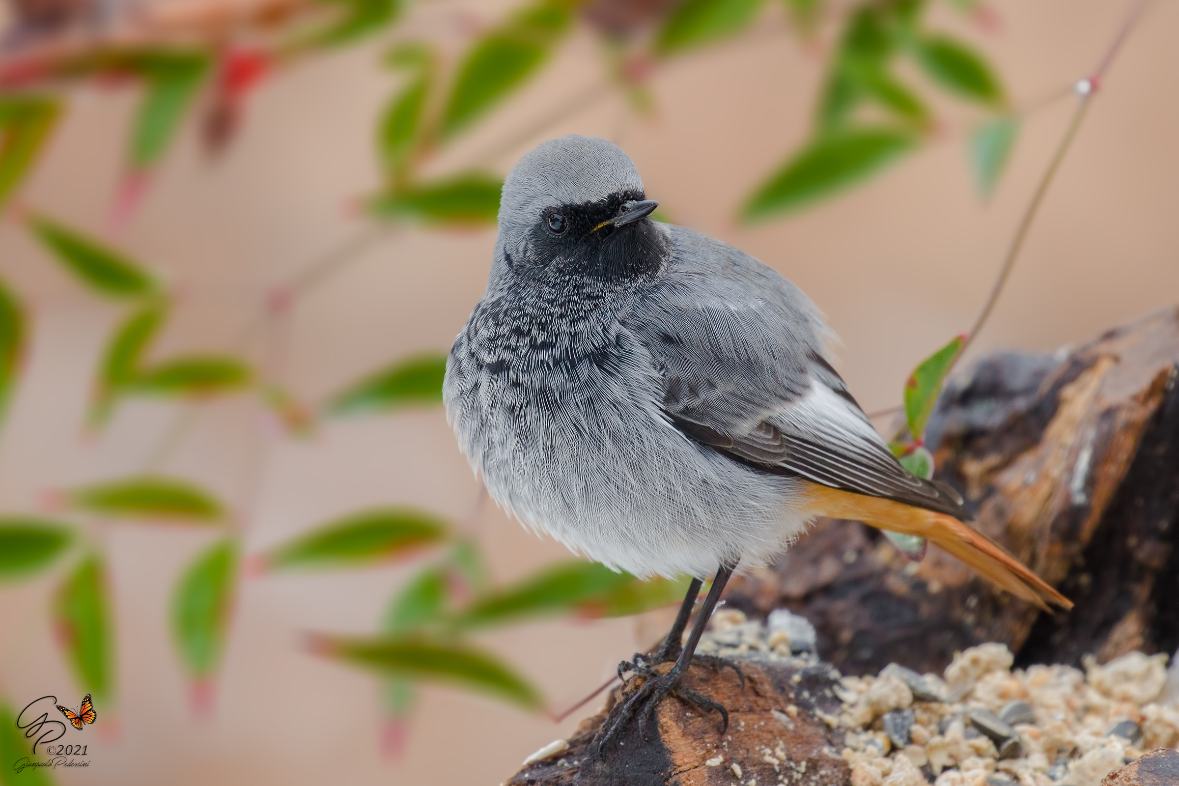 No codirosso ....no party