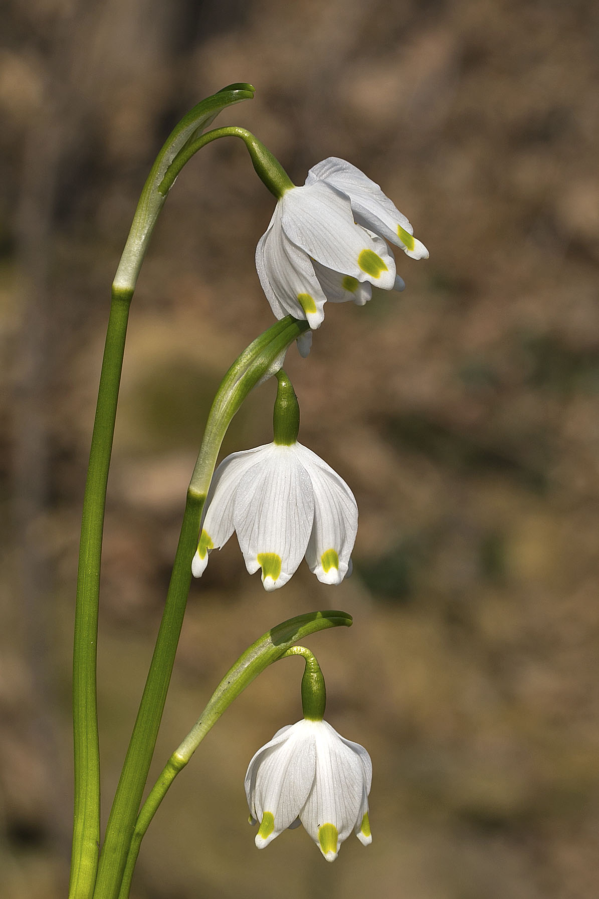 Auspicio di primavera