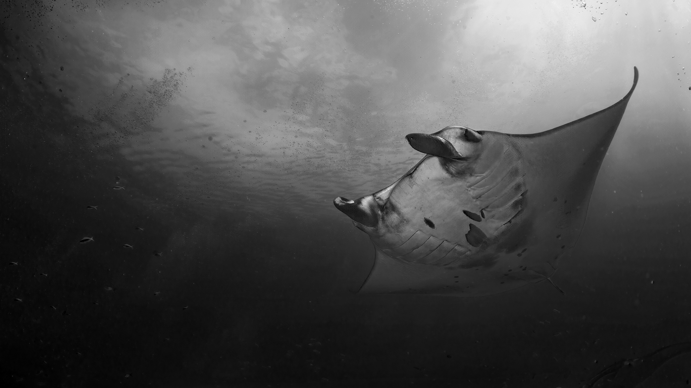 la regina del mare , manta Rey