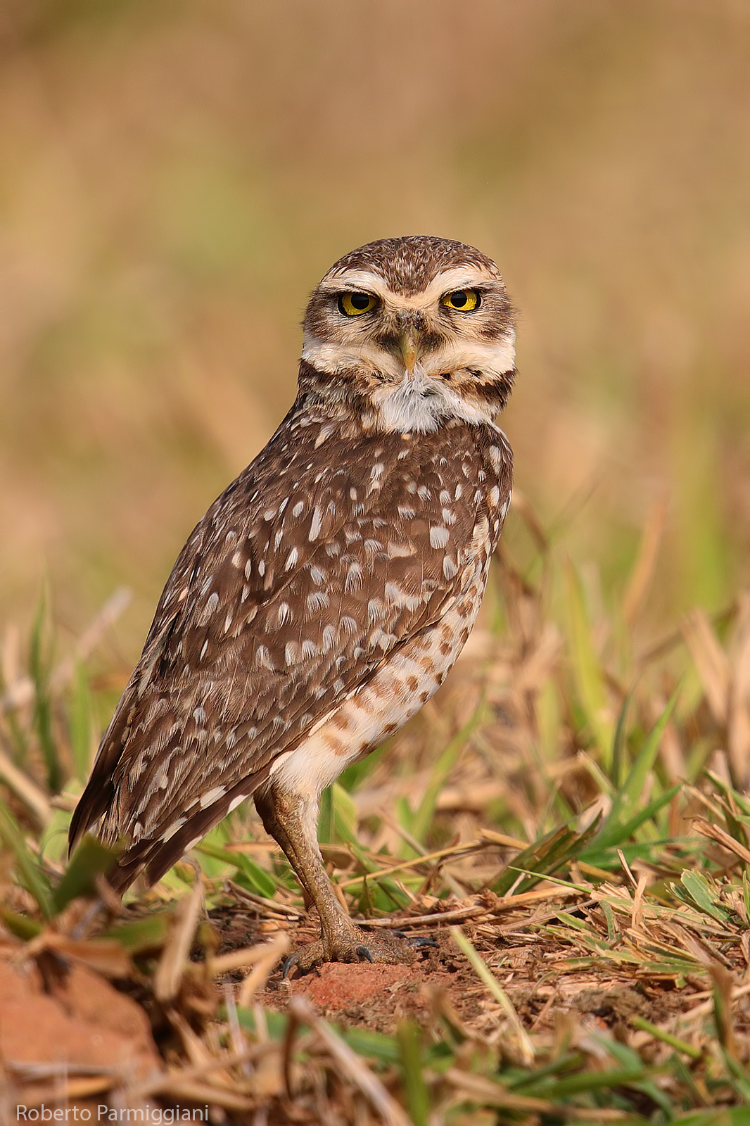 Burrow Owl