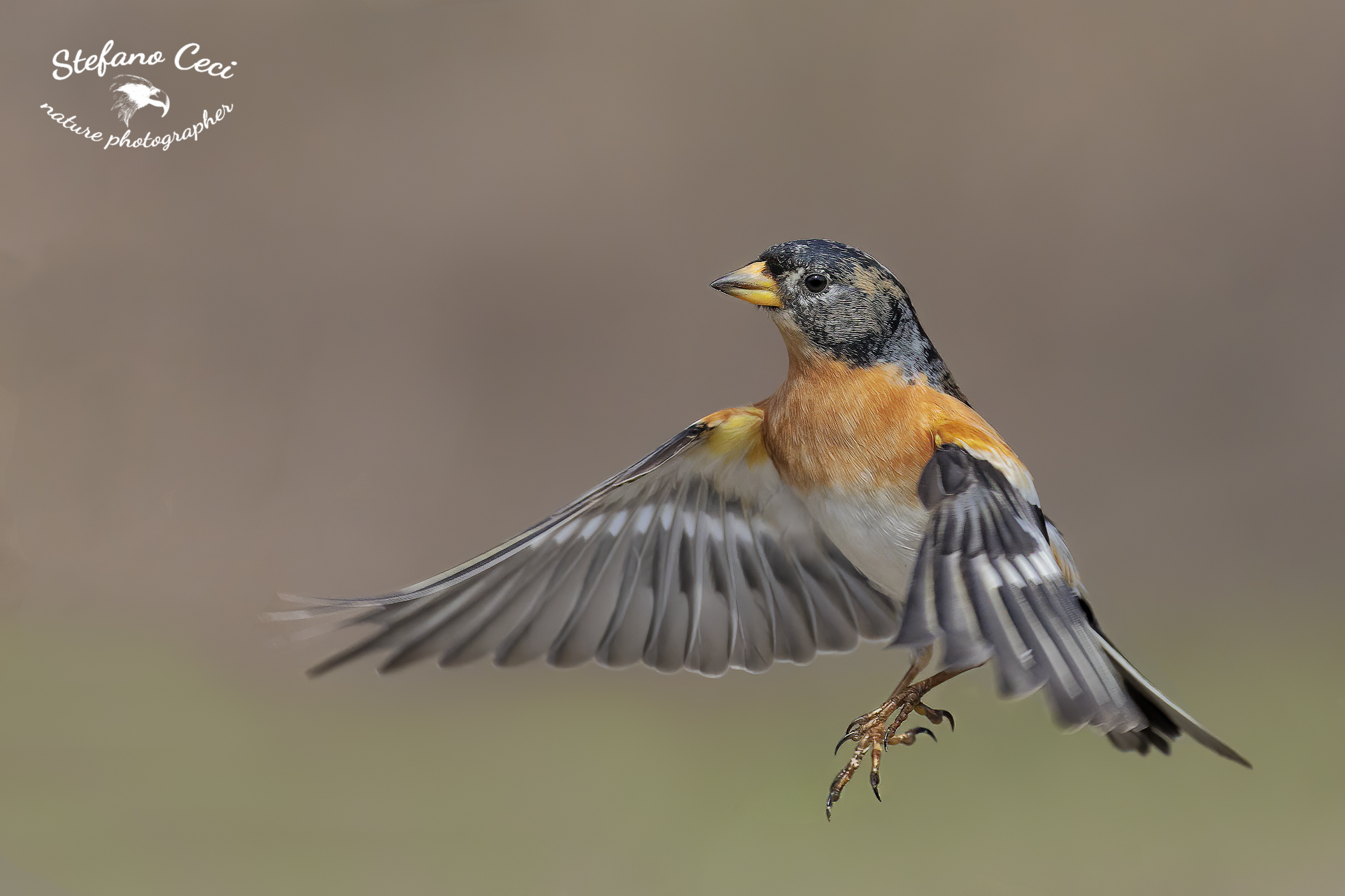 Peppola maschio in volo