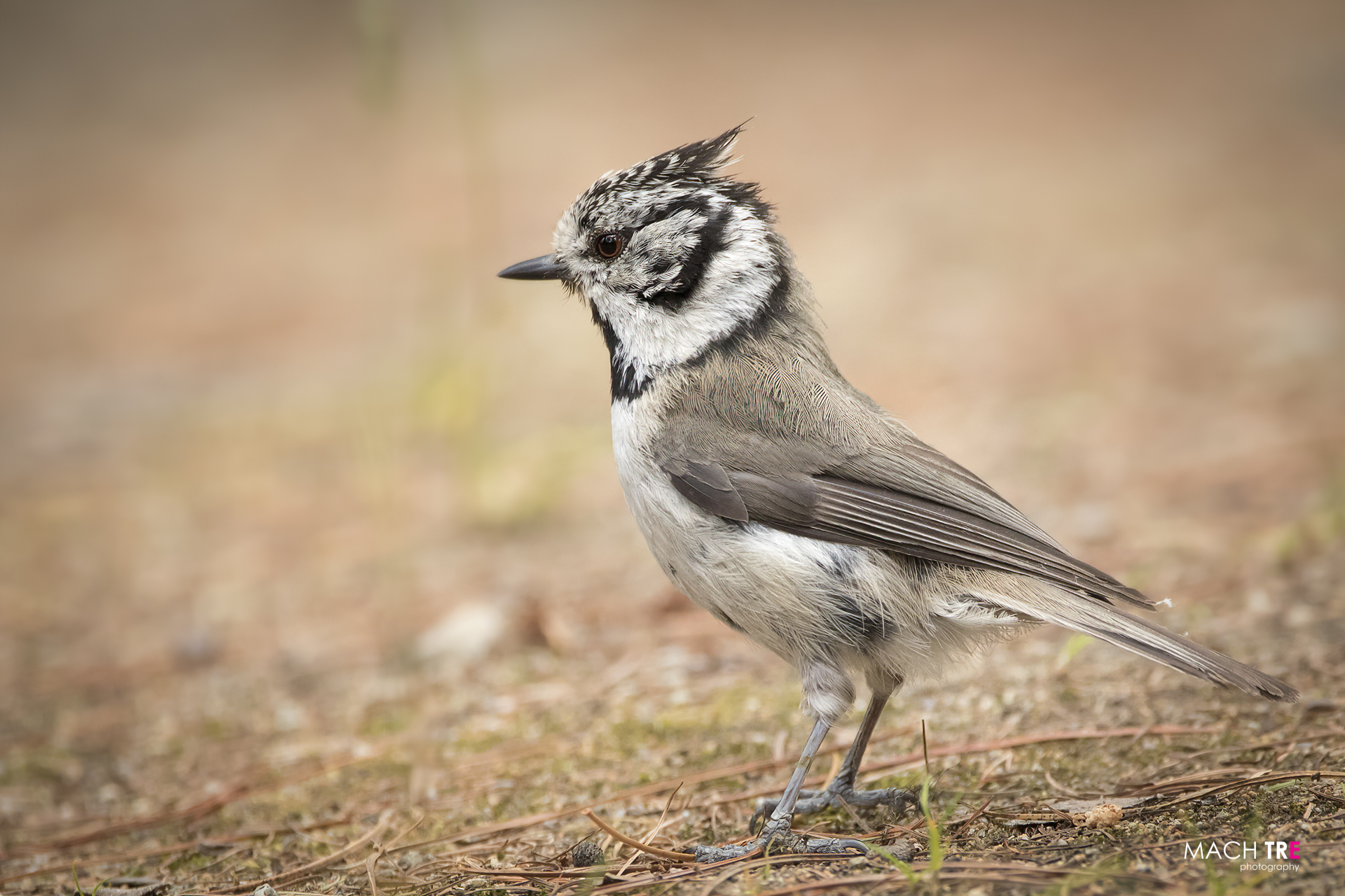 Tufted Cincia (Lophophanes cristatus)
