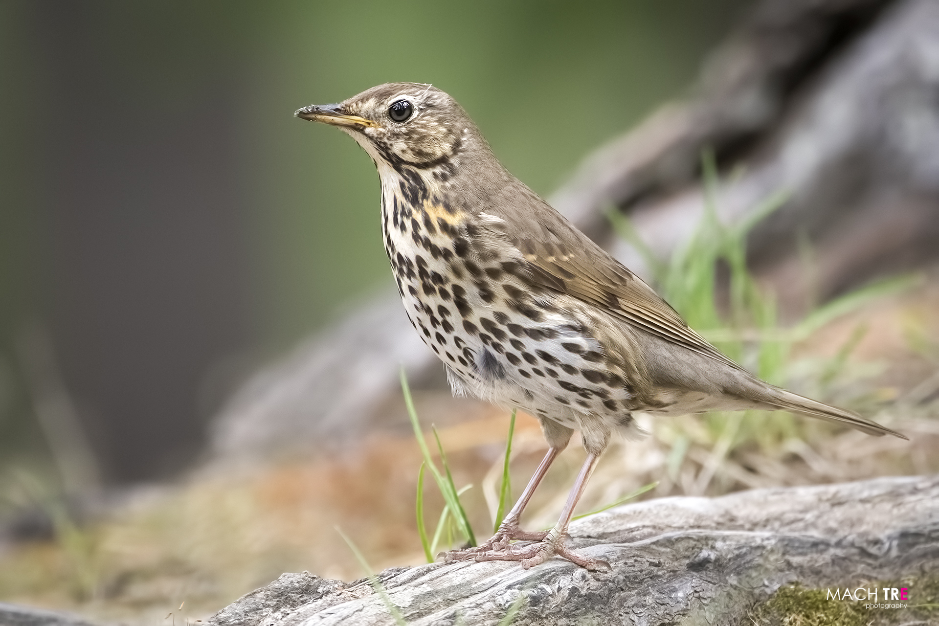 Thrush (Turdus philomelos)