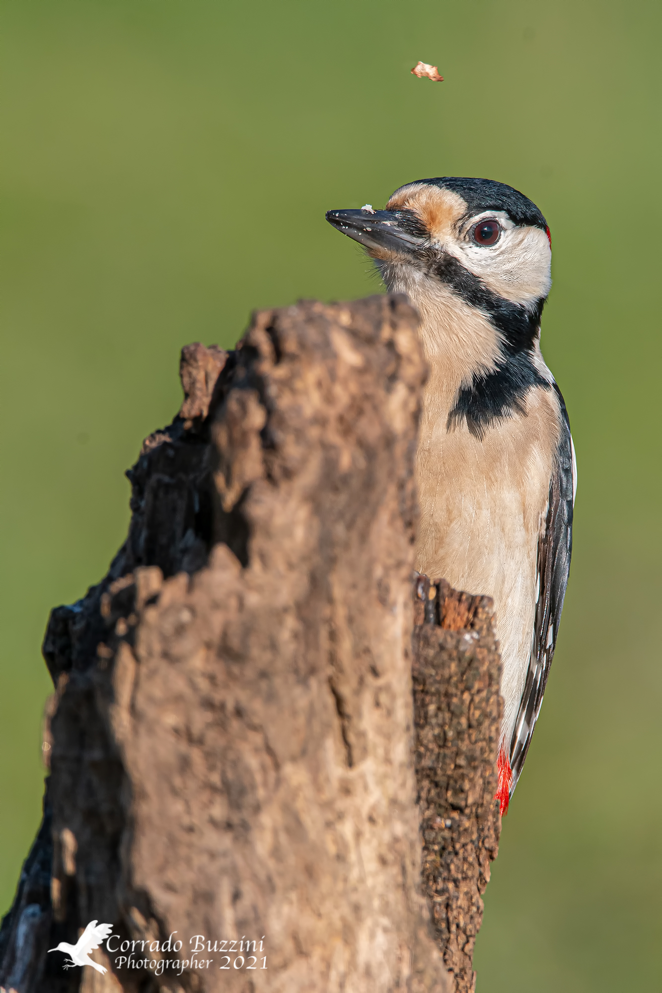 Woodpecker