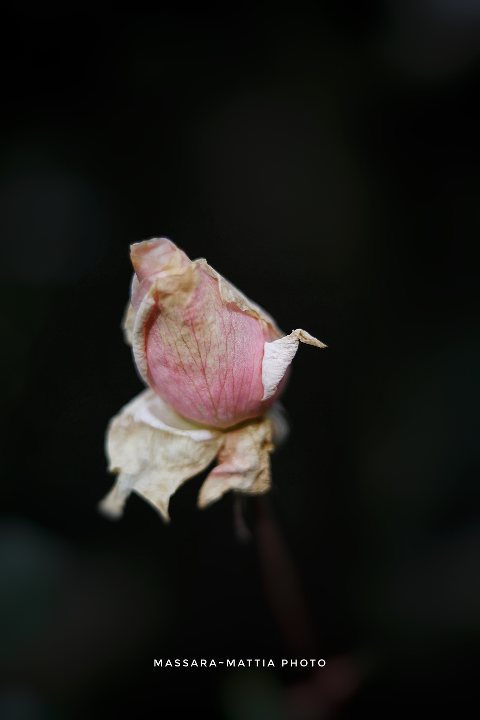 Lone bud