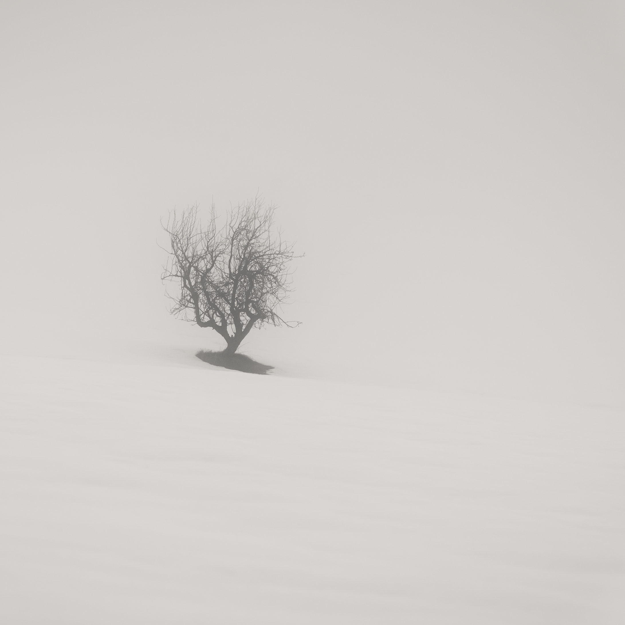 Lonely Tree