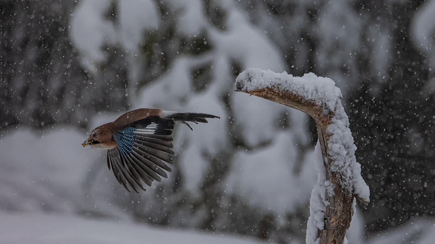 Jay in a thick snowfall