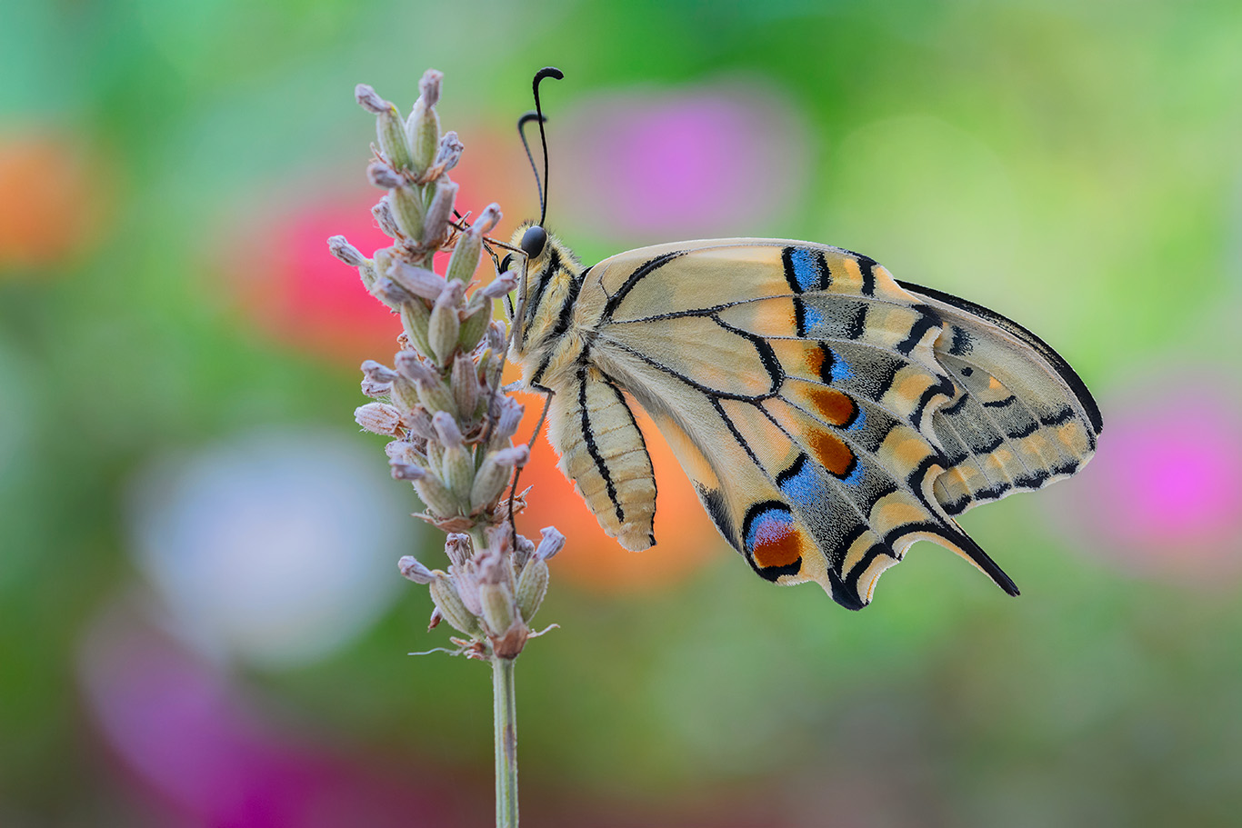 Machaon