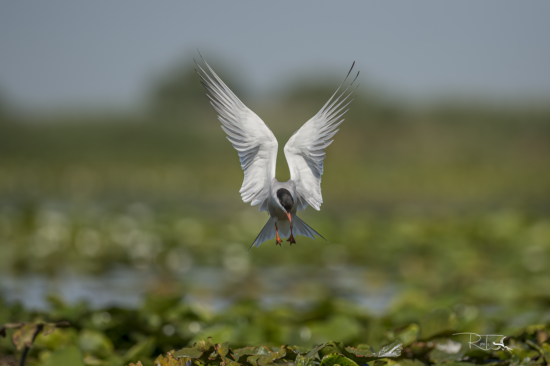 common tern