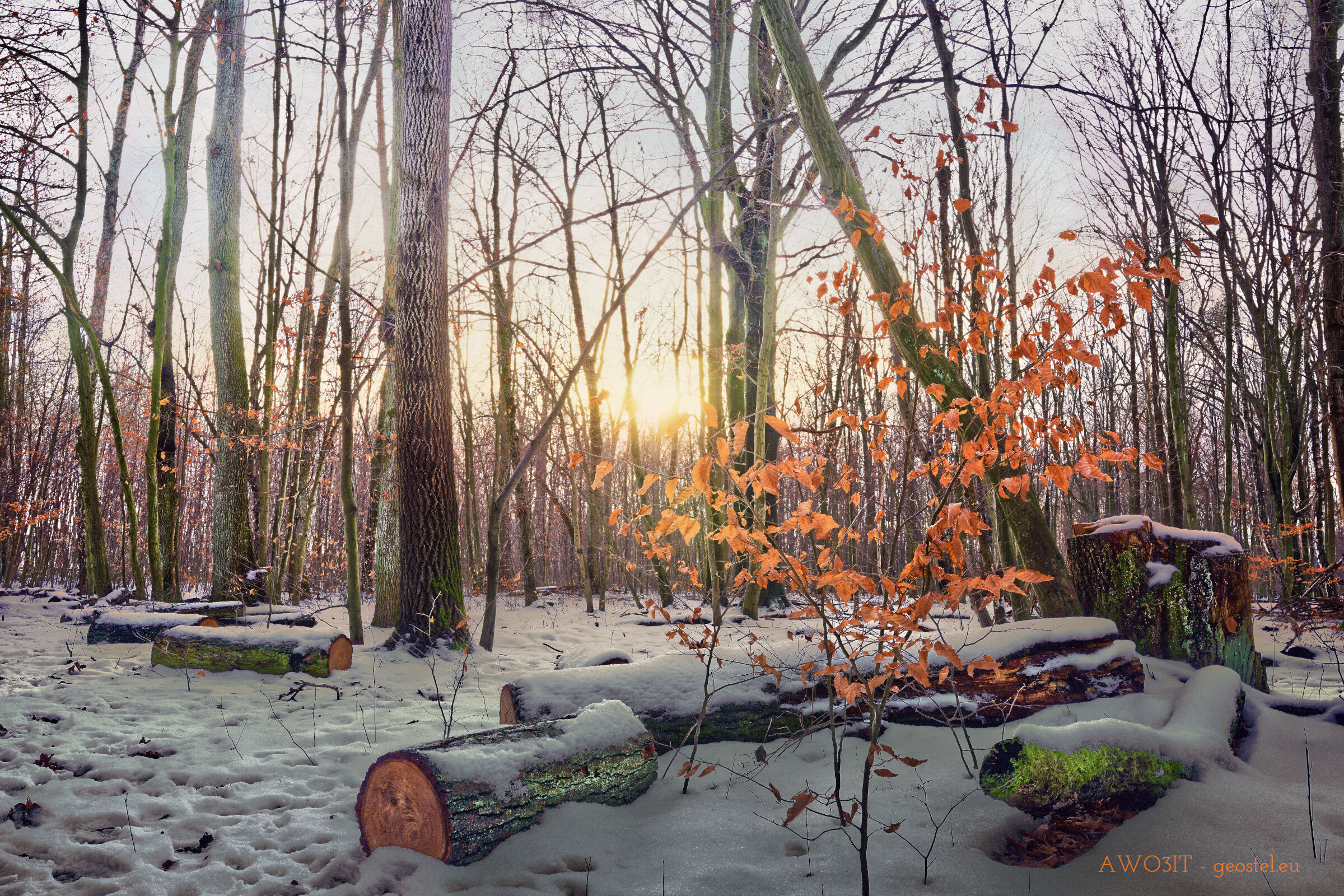 Tiepido sole tra tronchi rami e neve