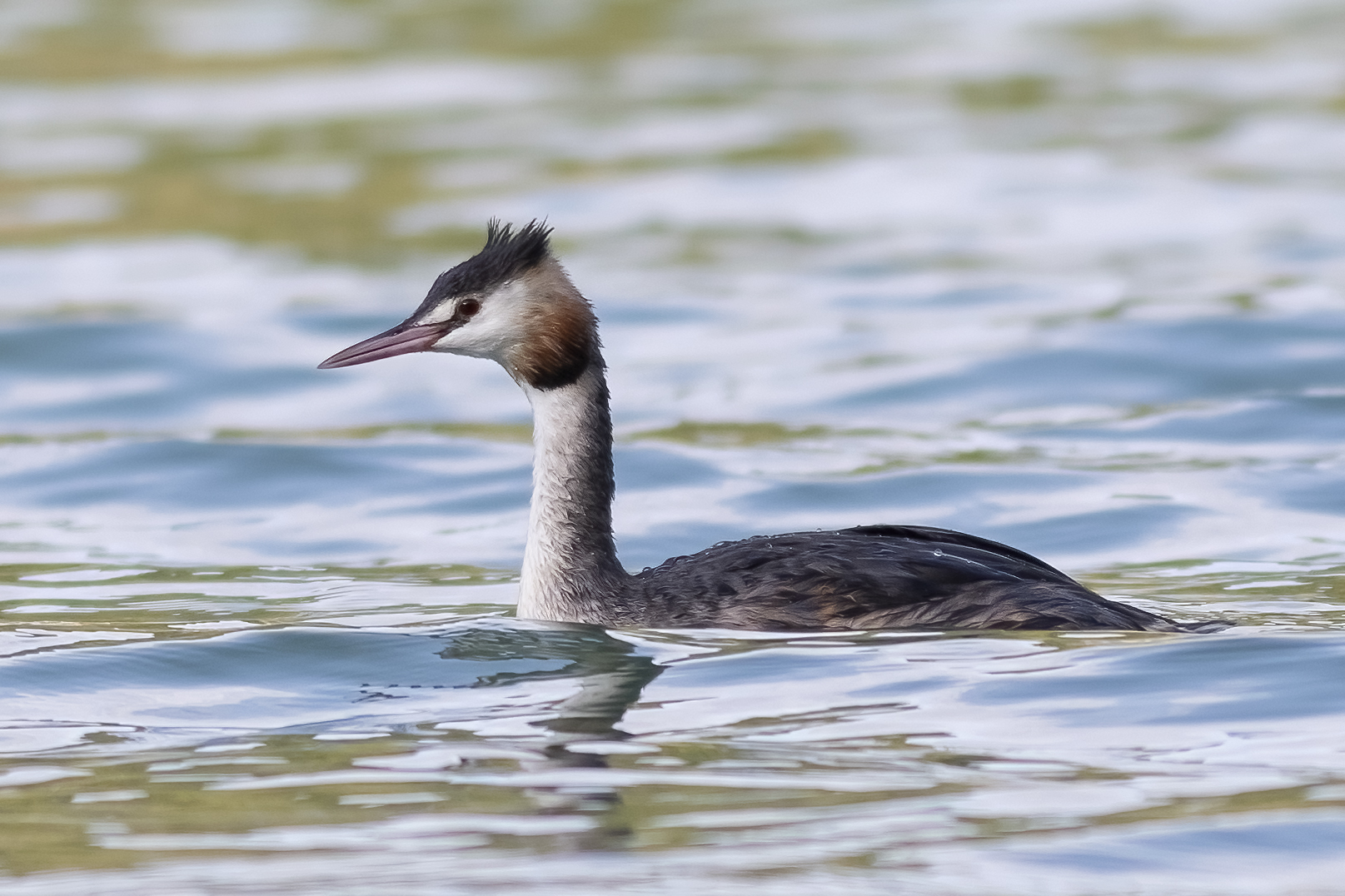 Prodiceps Cristatus_2