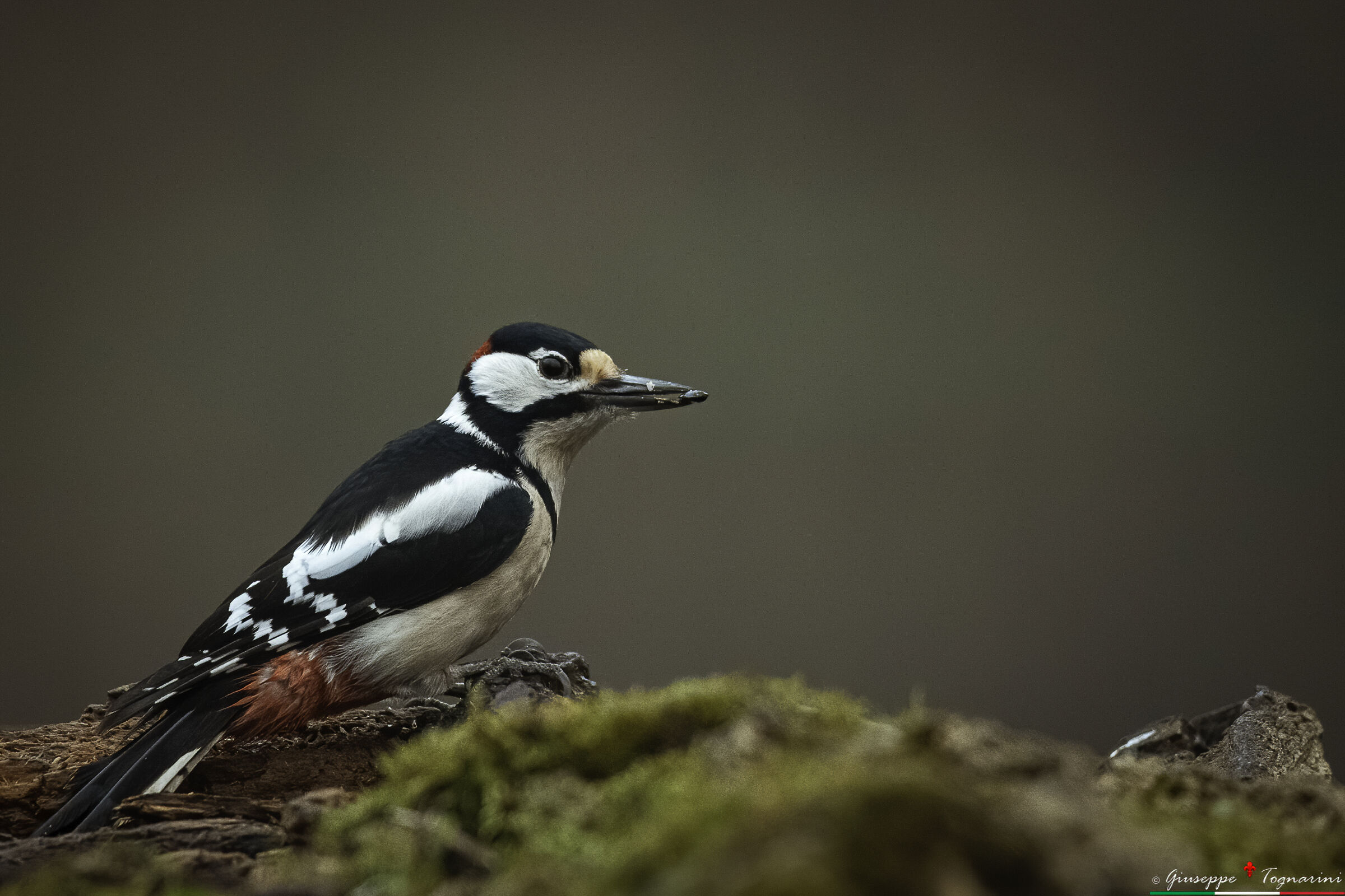 Il picchio rosso maggiore