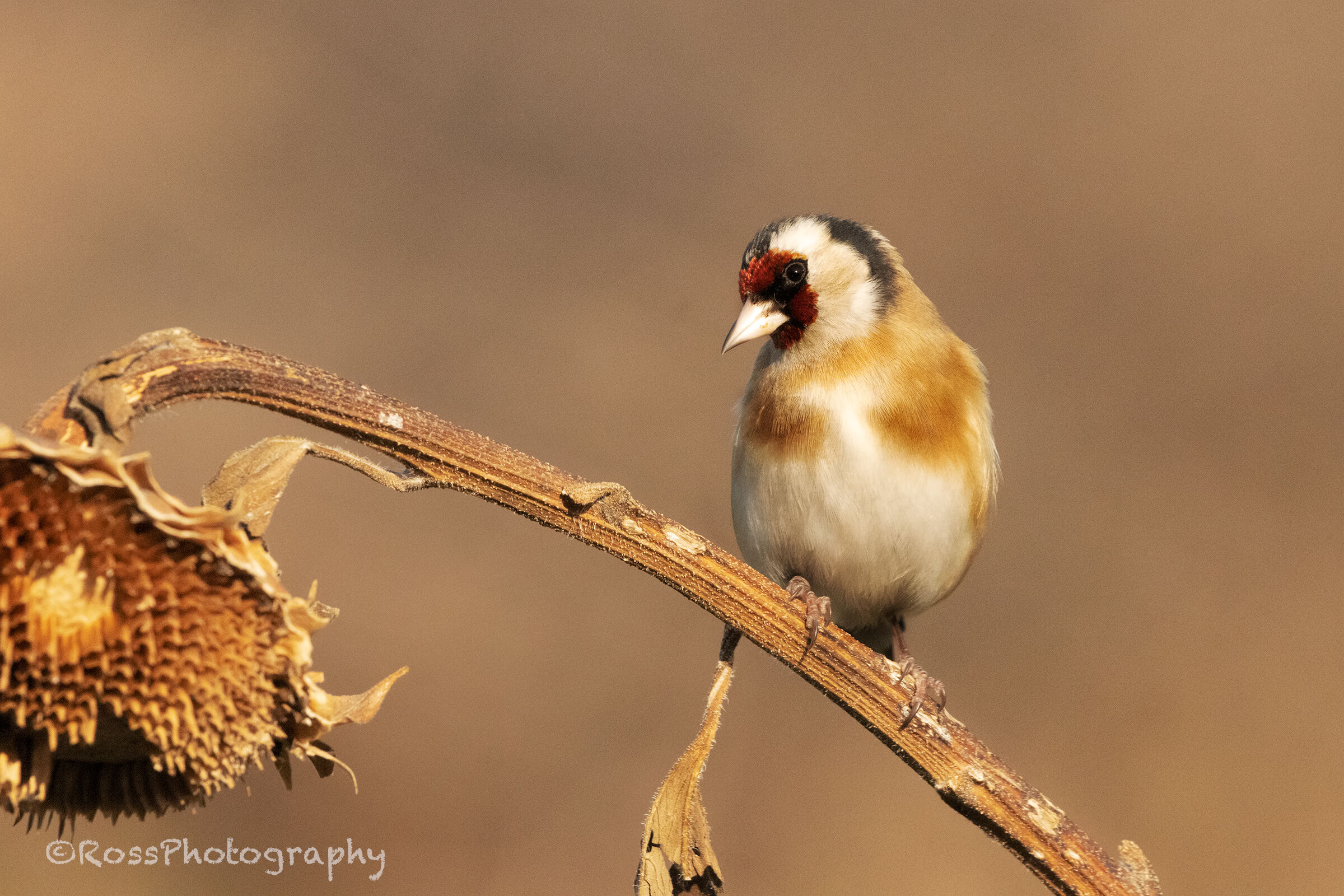 Goldfinch