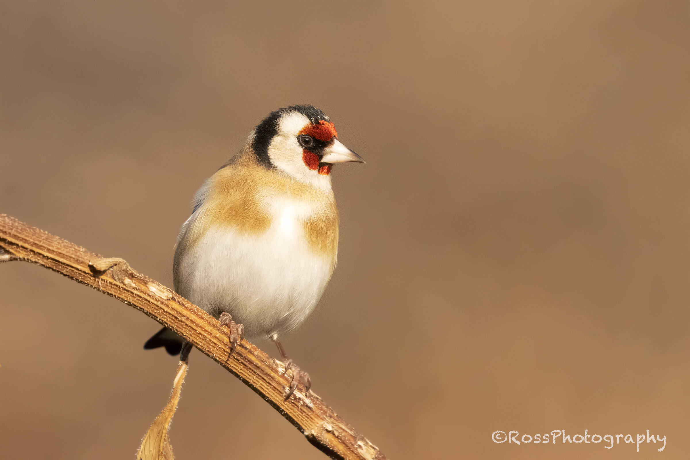Goldfinch