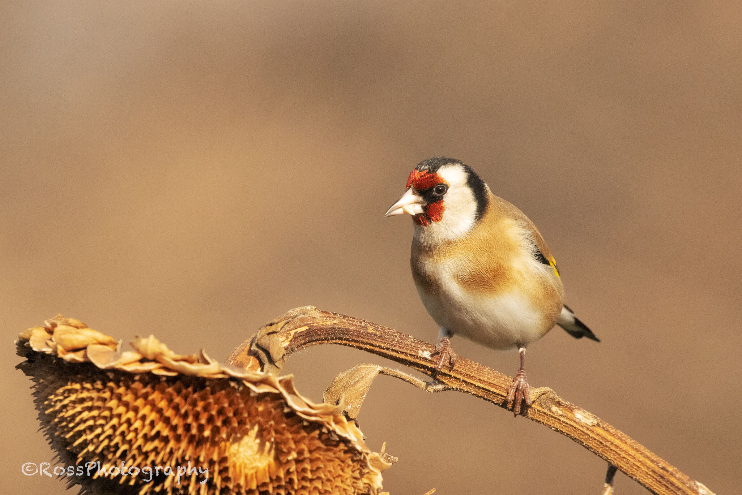Goldfinch