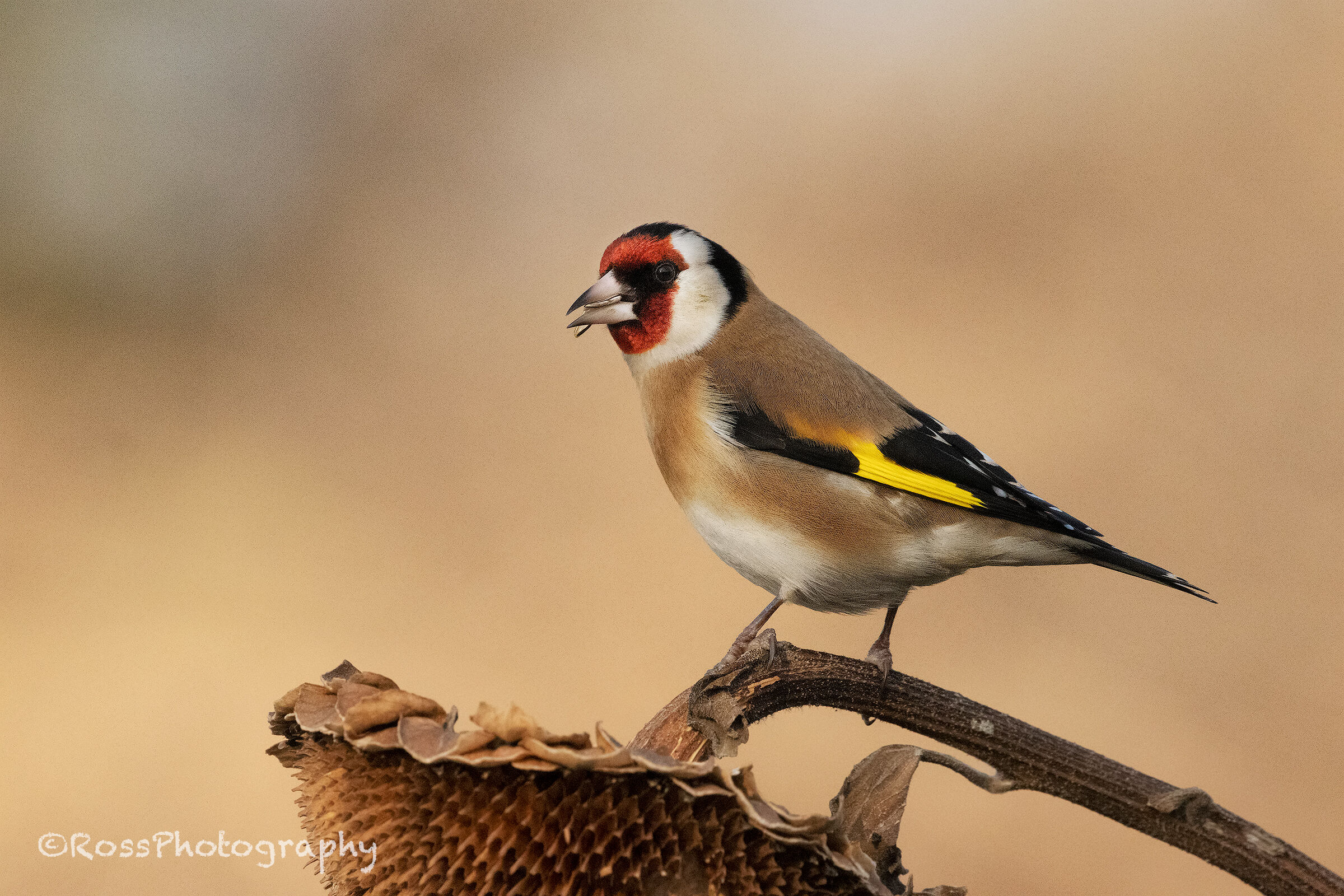 Goldfinch