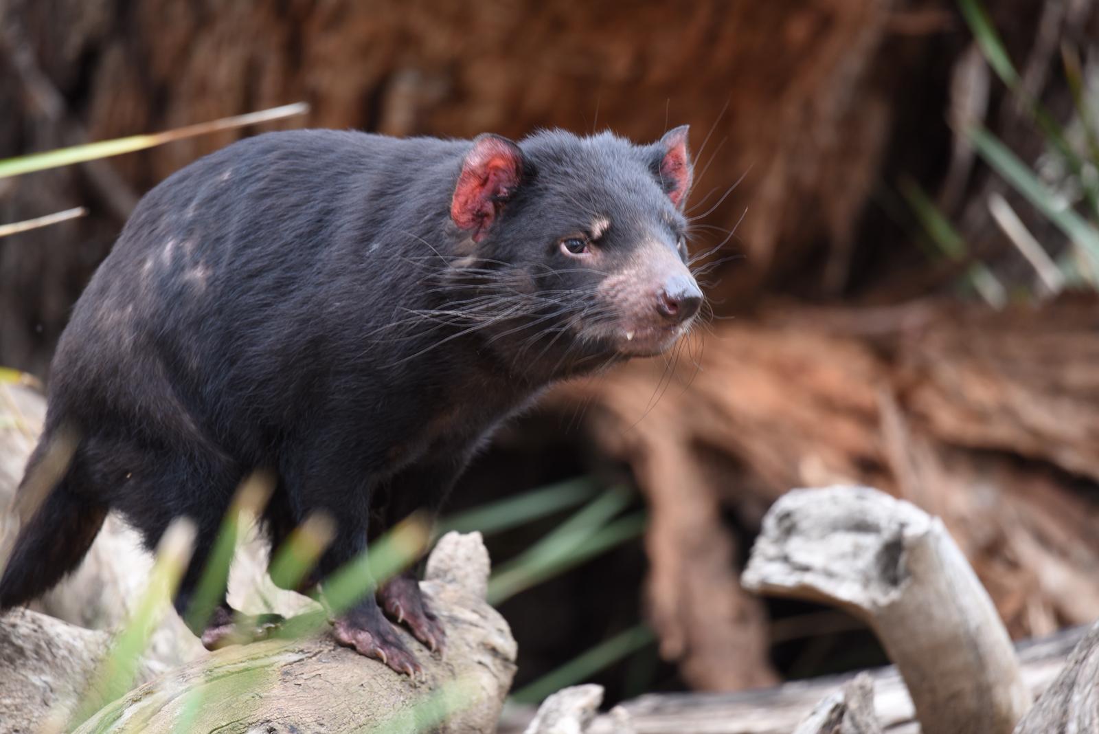 Diavolo della Tasmania