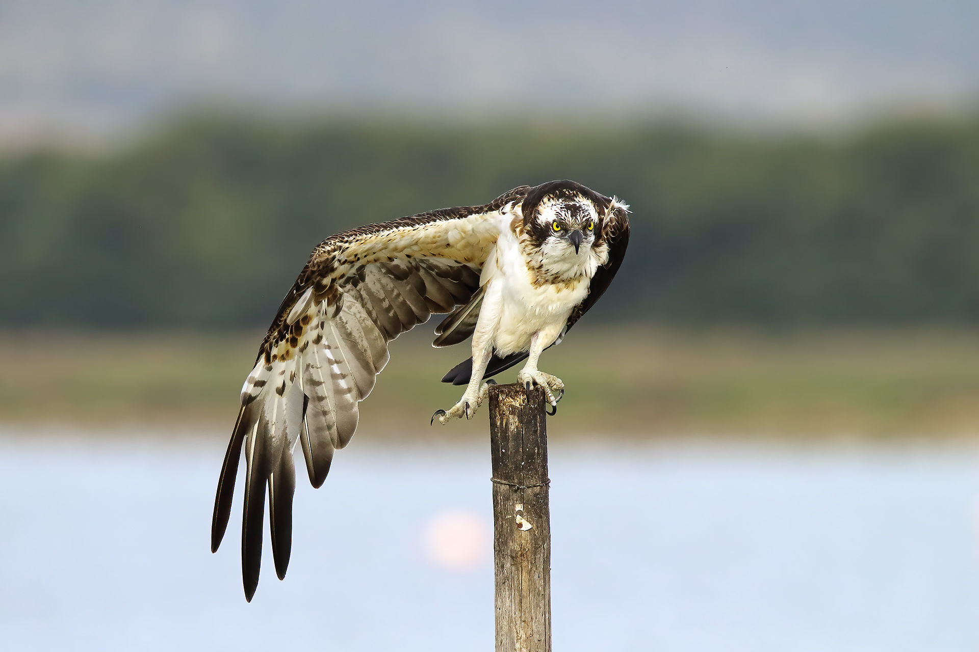 falco pescatore