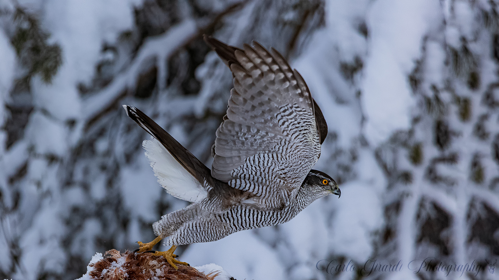 Goshawk