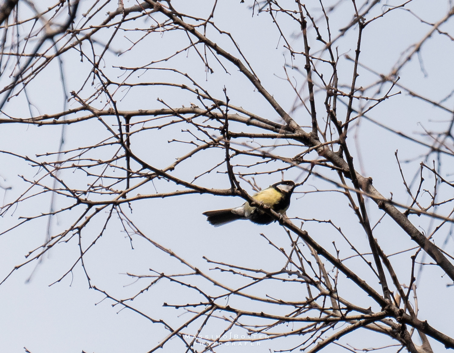 Cinciallegra #cinciallegra