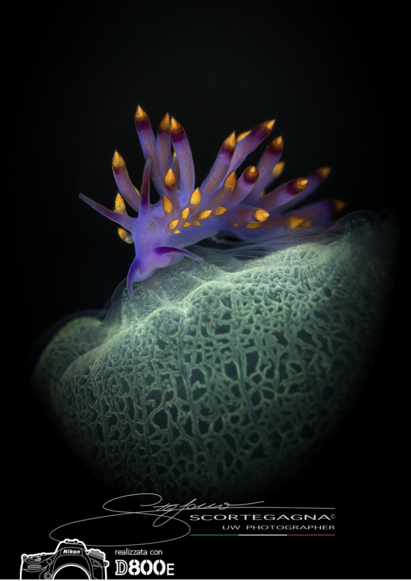 Nudibranch