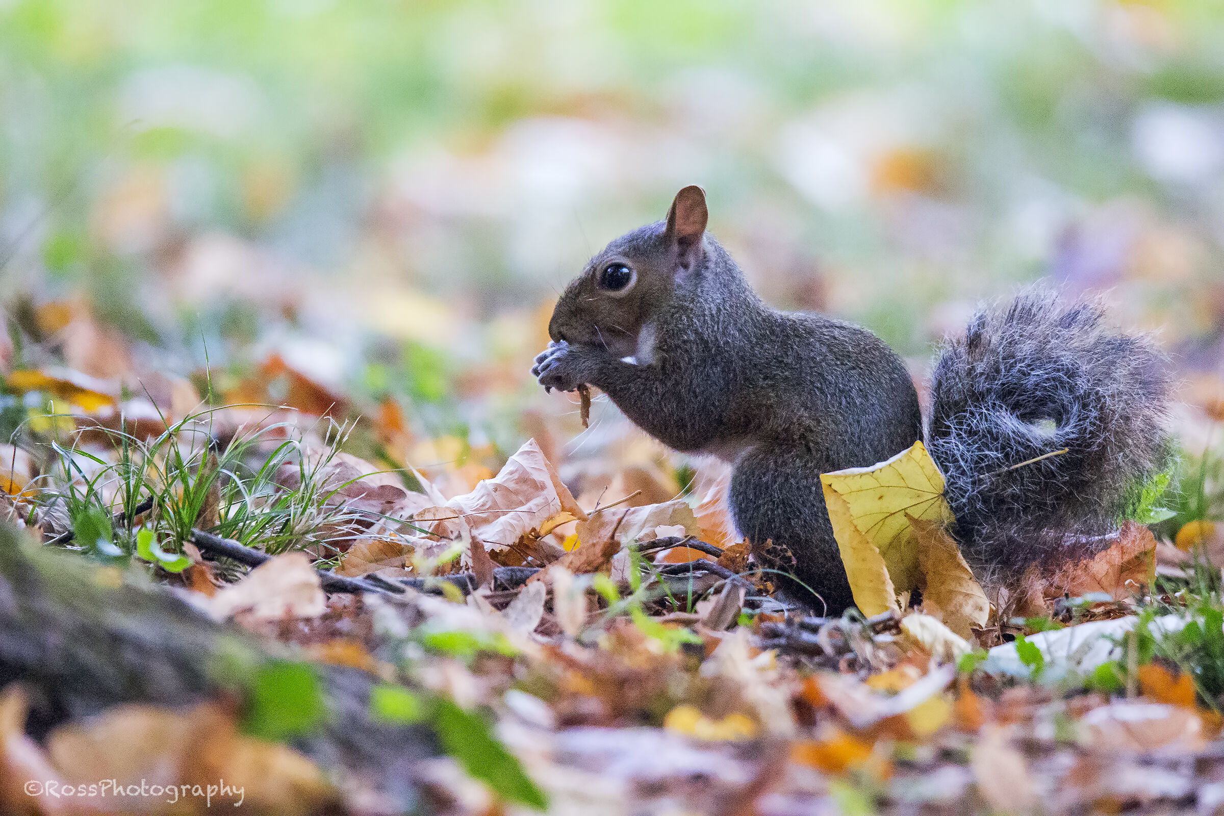 Grey squirrel