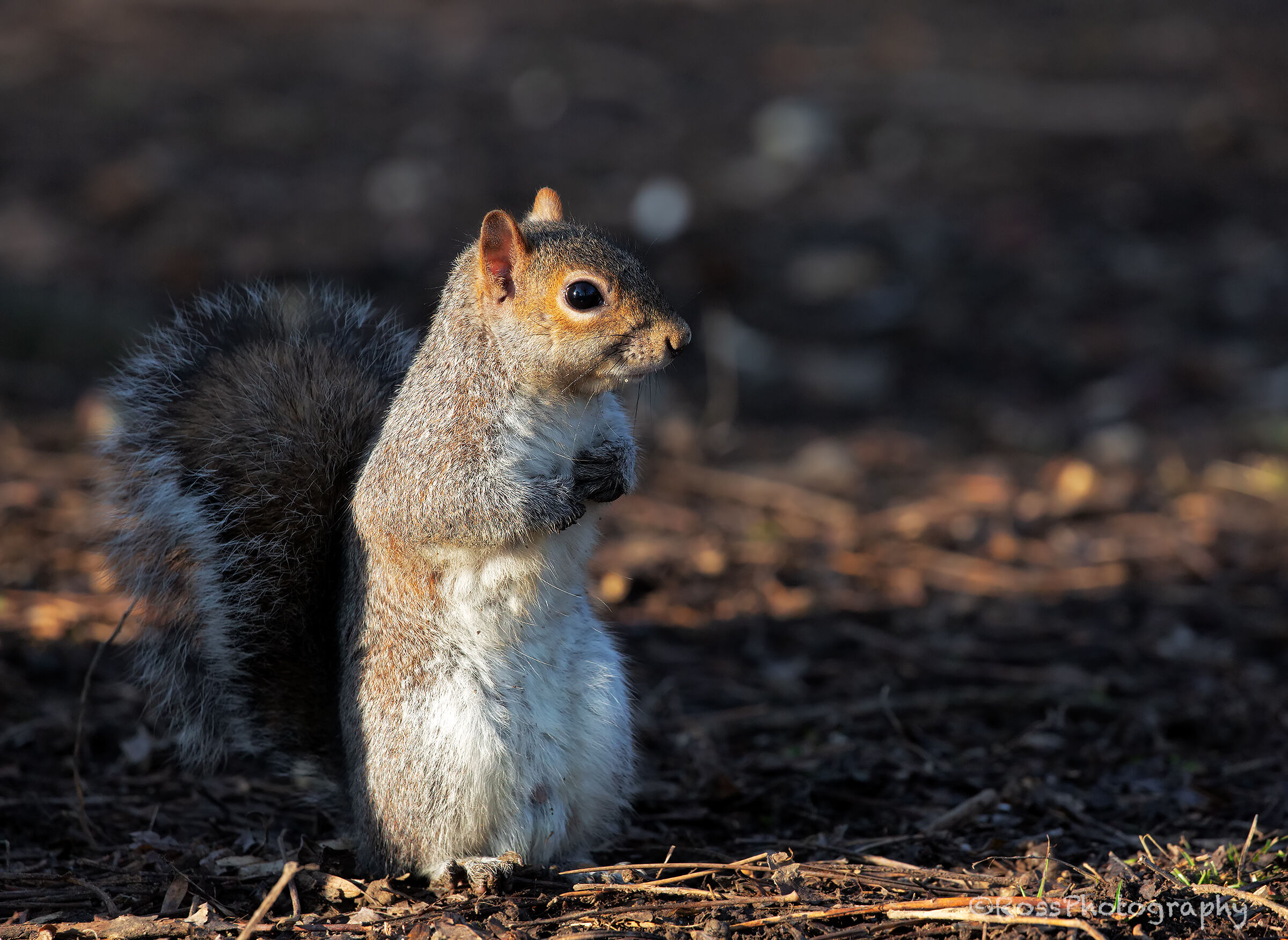Grey squirrel