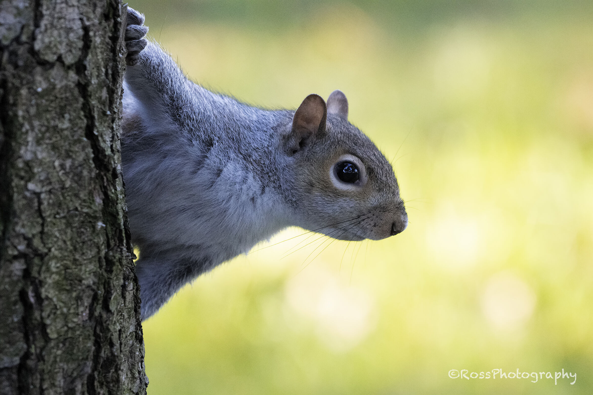 Grey squirrel