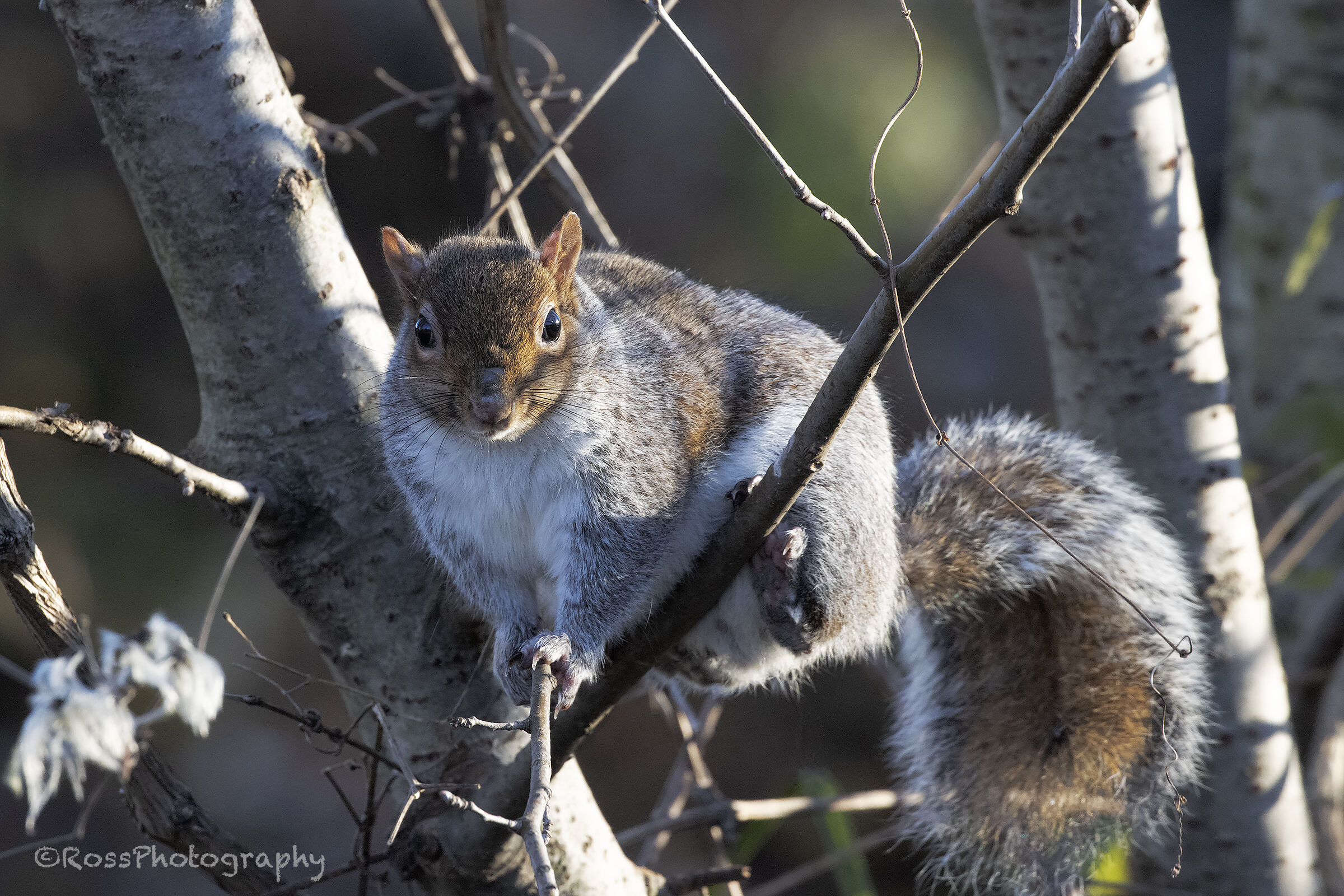Grey squirrel