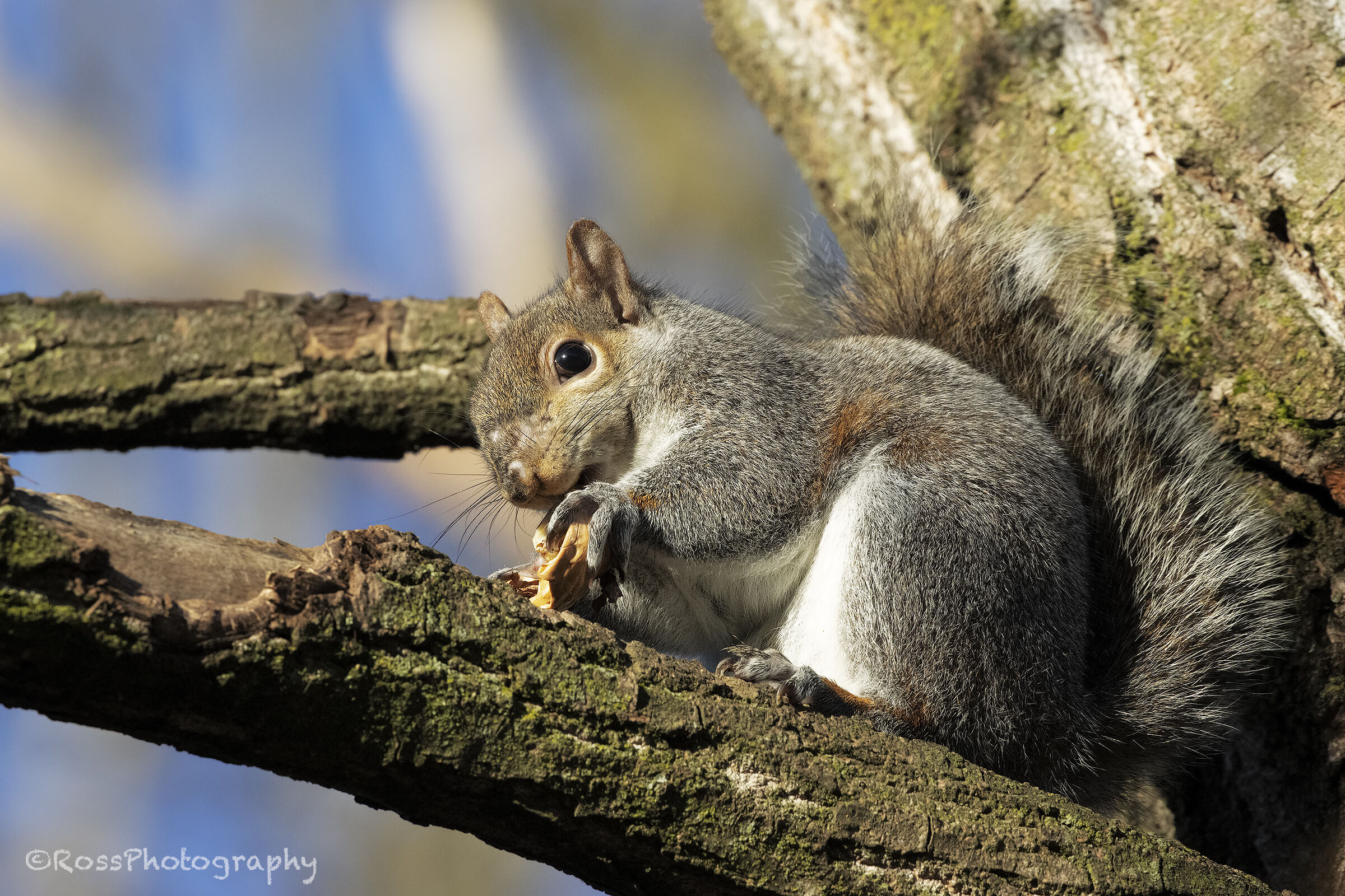 Grey squirrel