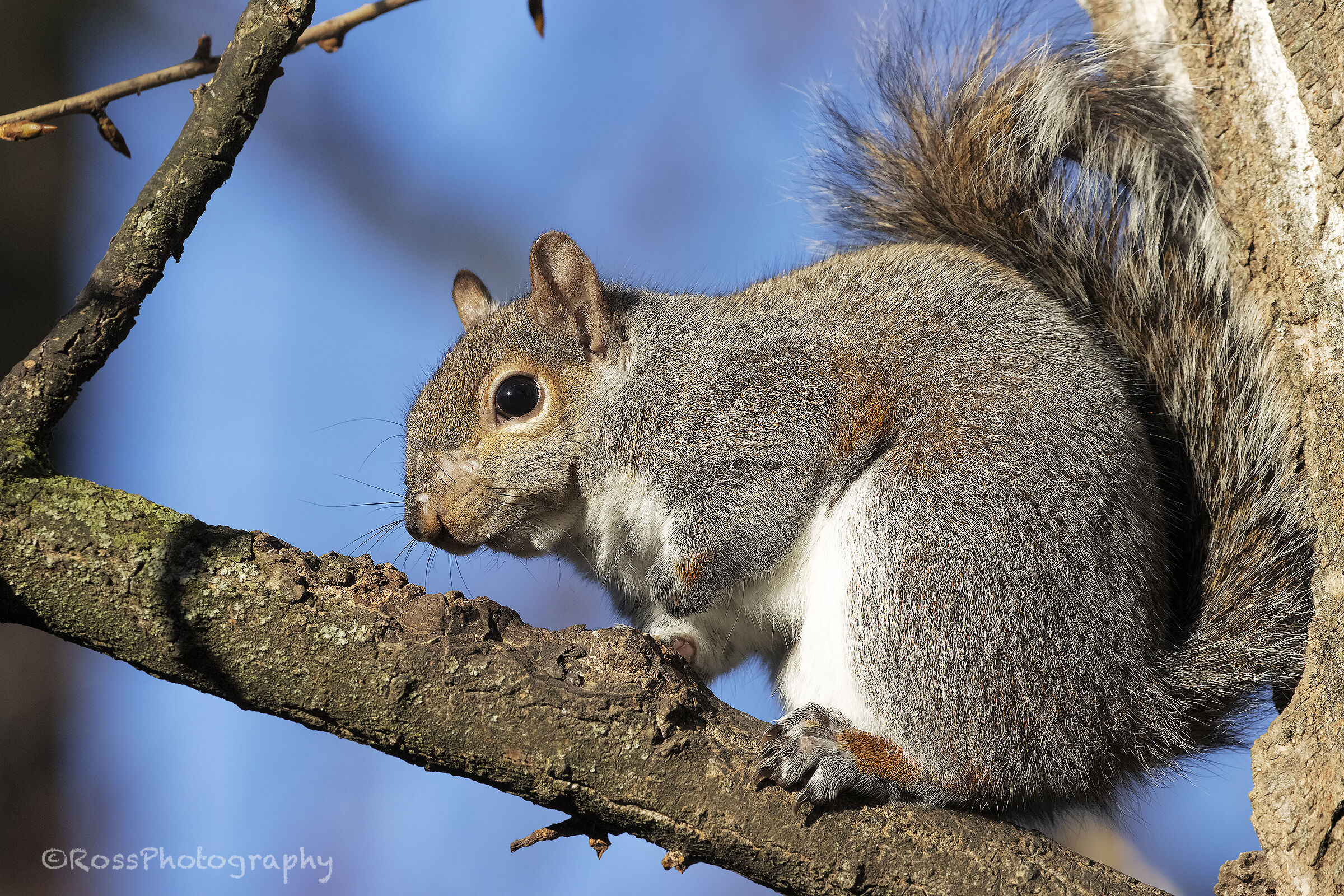 Grey squirrel