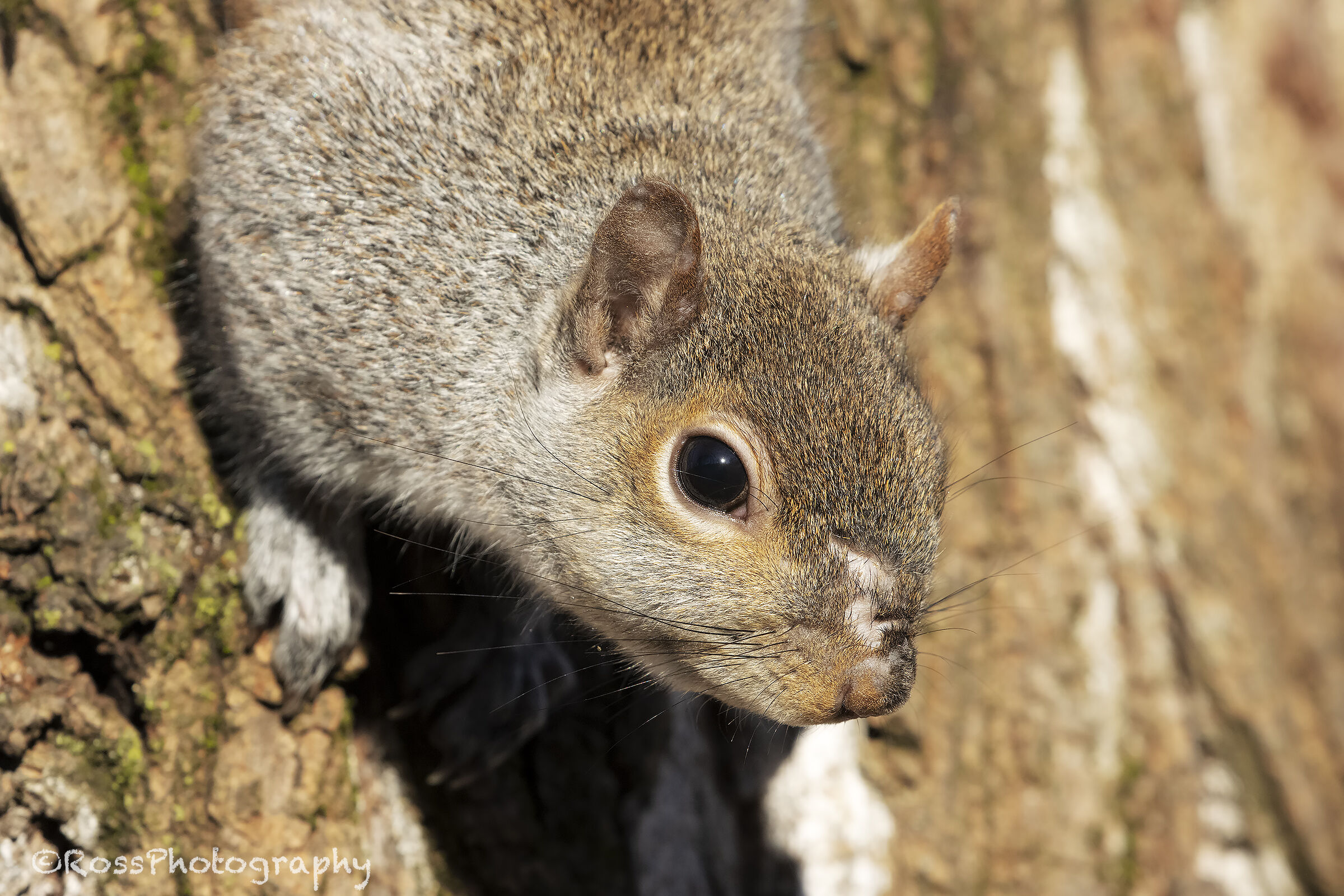 Grey squirrel